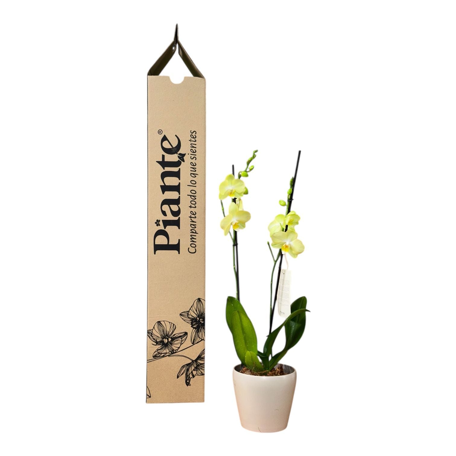 Orquídea Grandi Supreme Amarilla Volterra en Taupe 15