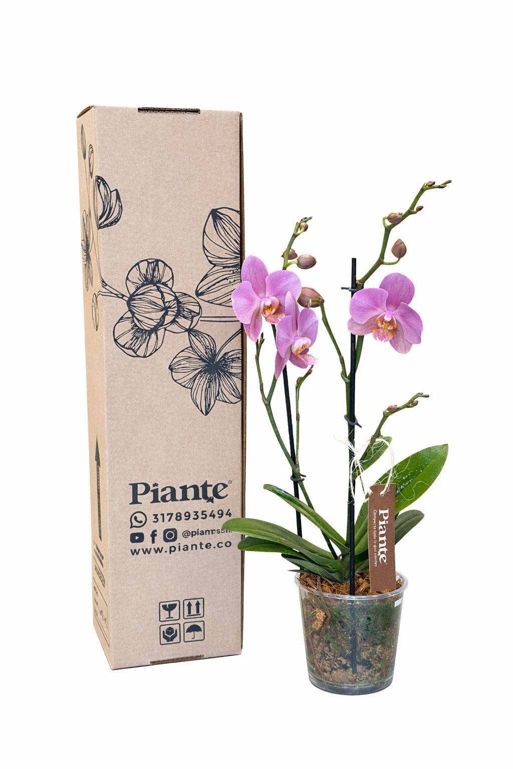 Orquídea Midi Supreme Salmon Treviso