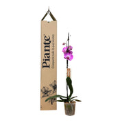 Orquídea Grandi Premium Rosada Tigris