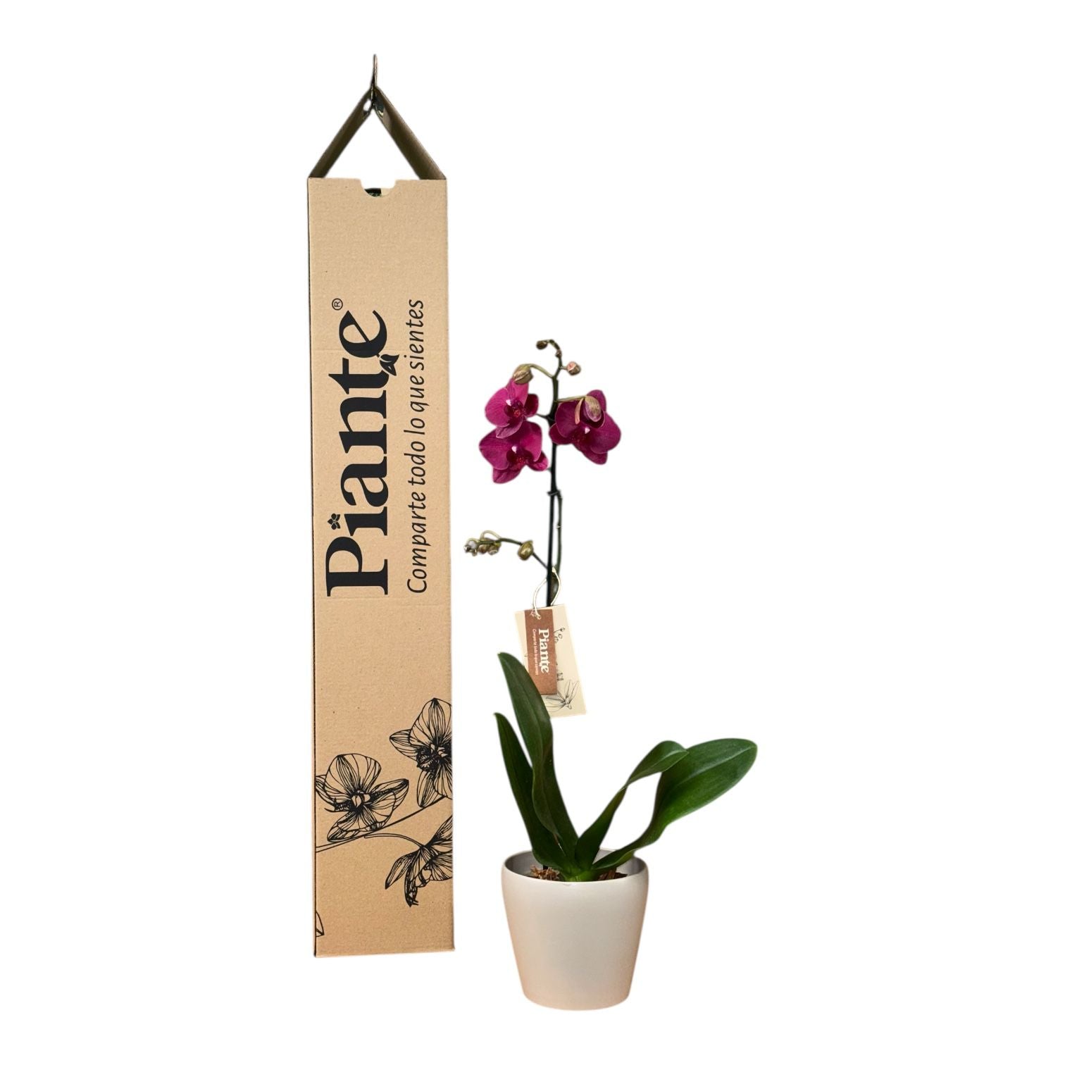 Orquídea Grandi Premium Montreux en Taupe 15