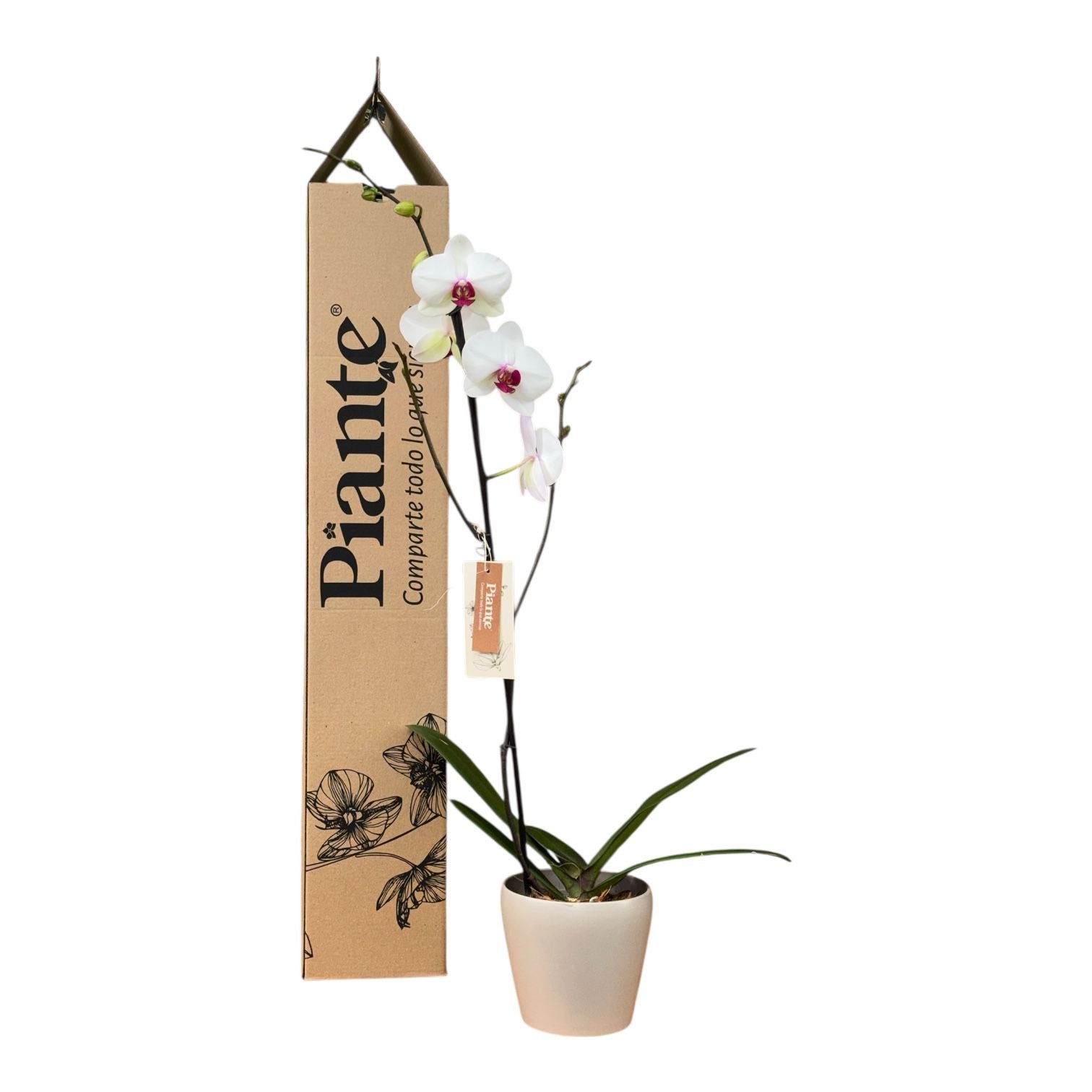 Orquídea Grandi Premium Denver en Taupe 15