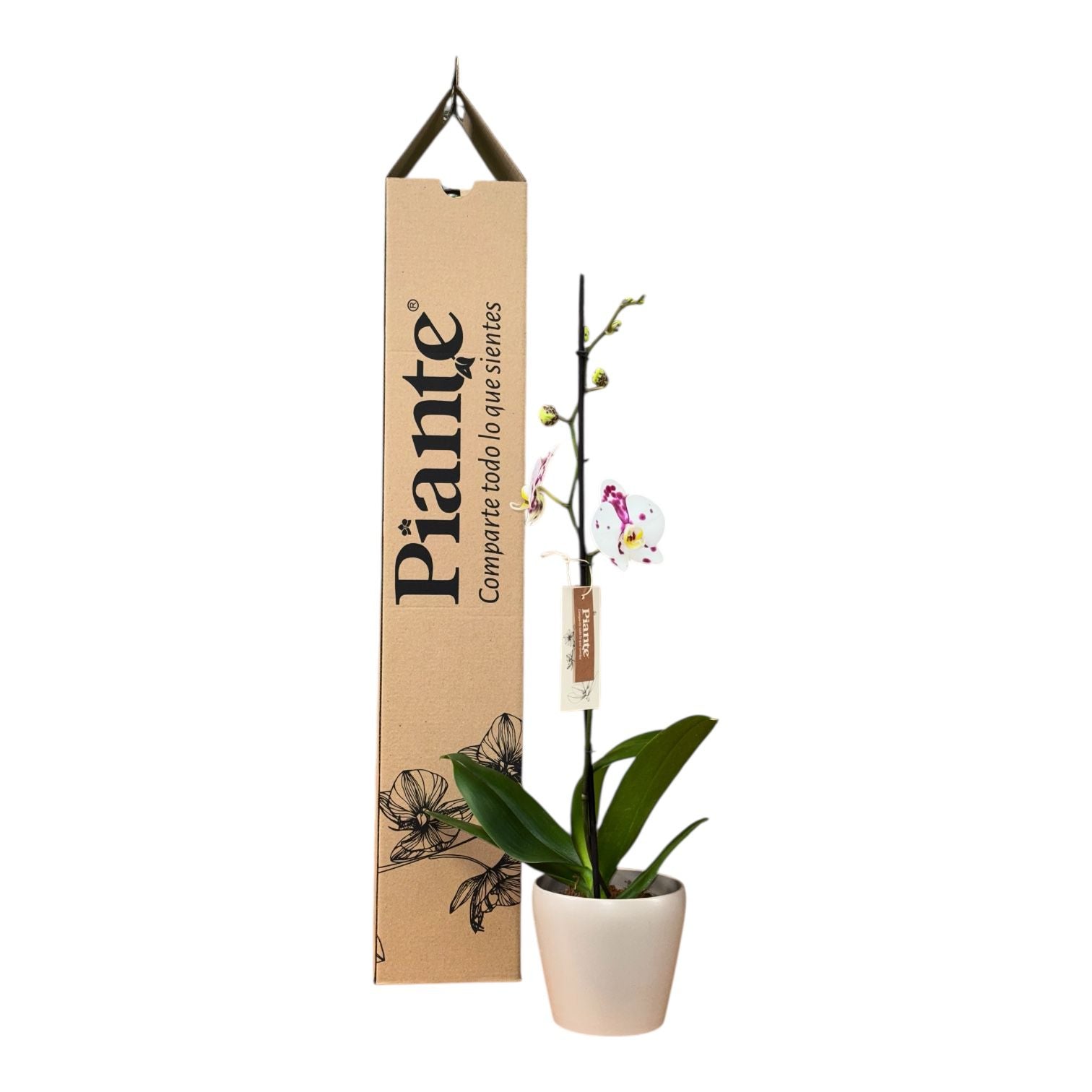 Orquídea Grandi Premium Blanca Palamos en Taupe 15