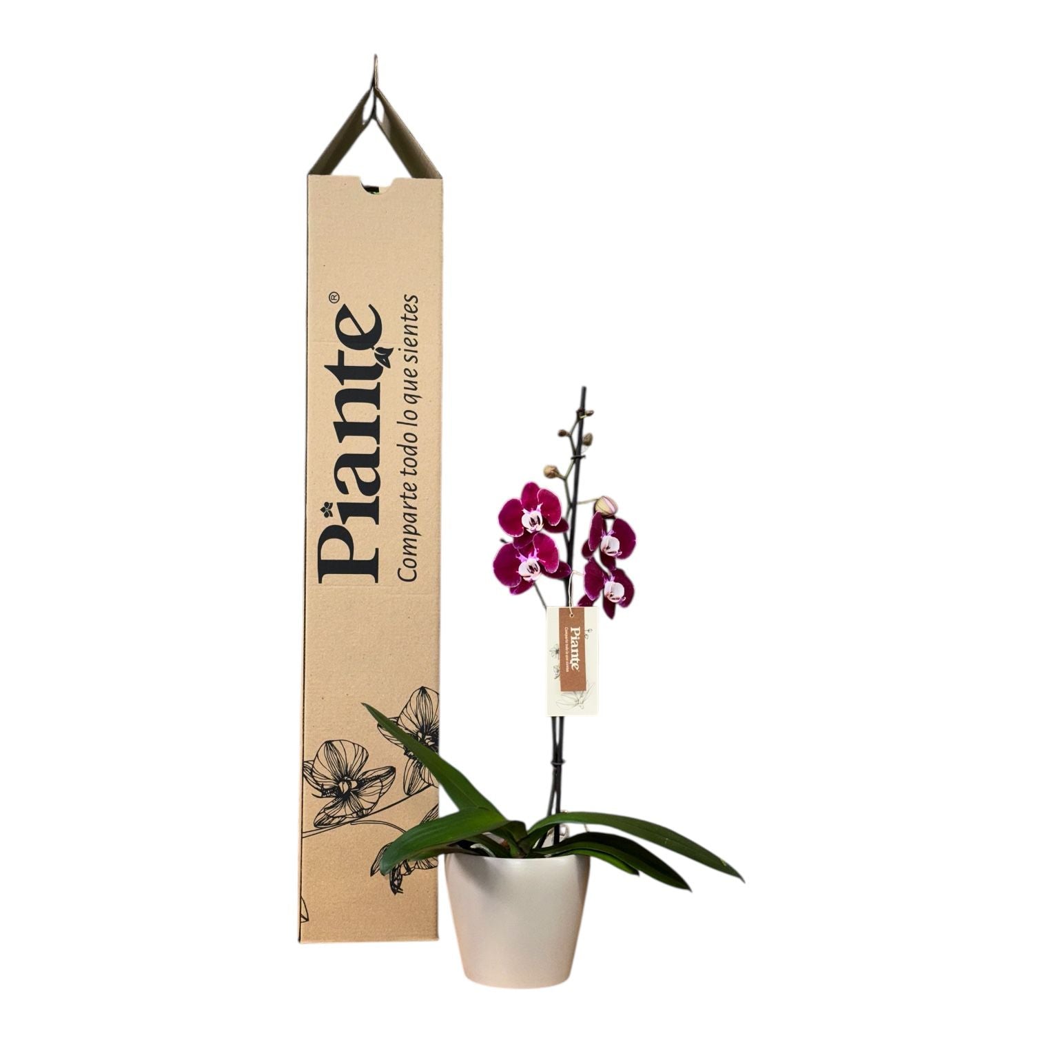 Orquídea Grandi Premium Colmar en Taupe 15