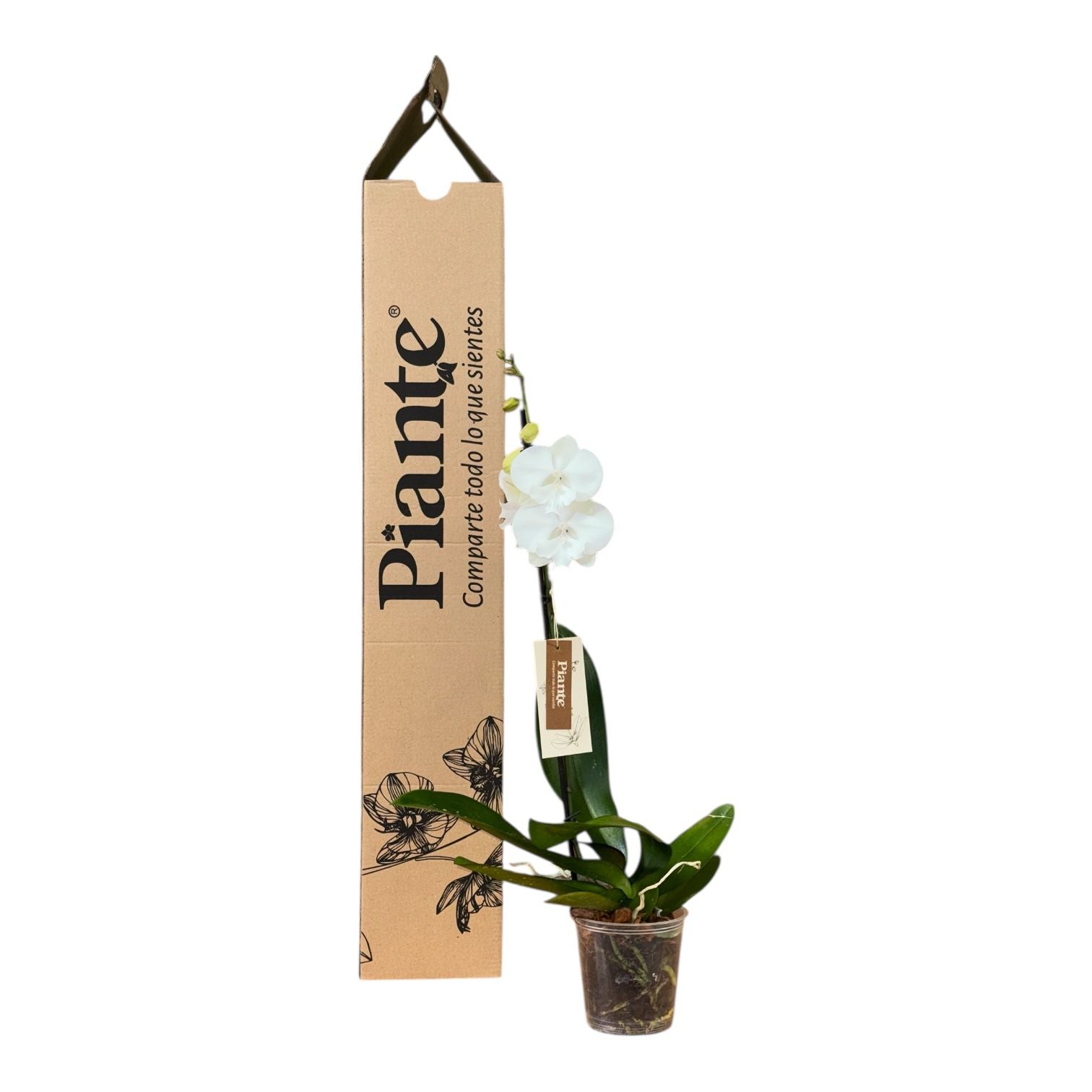 Orquídea Grandi Premium Blanca Rosa Manta Ambon