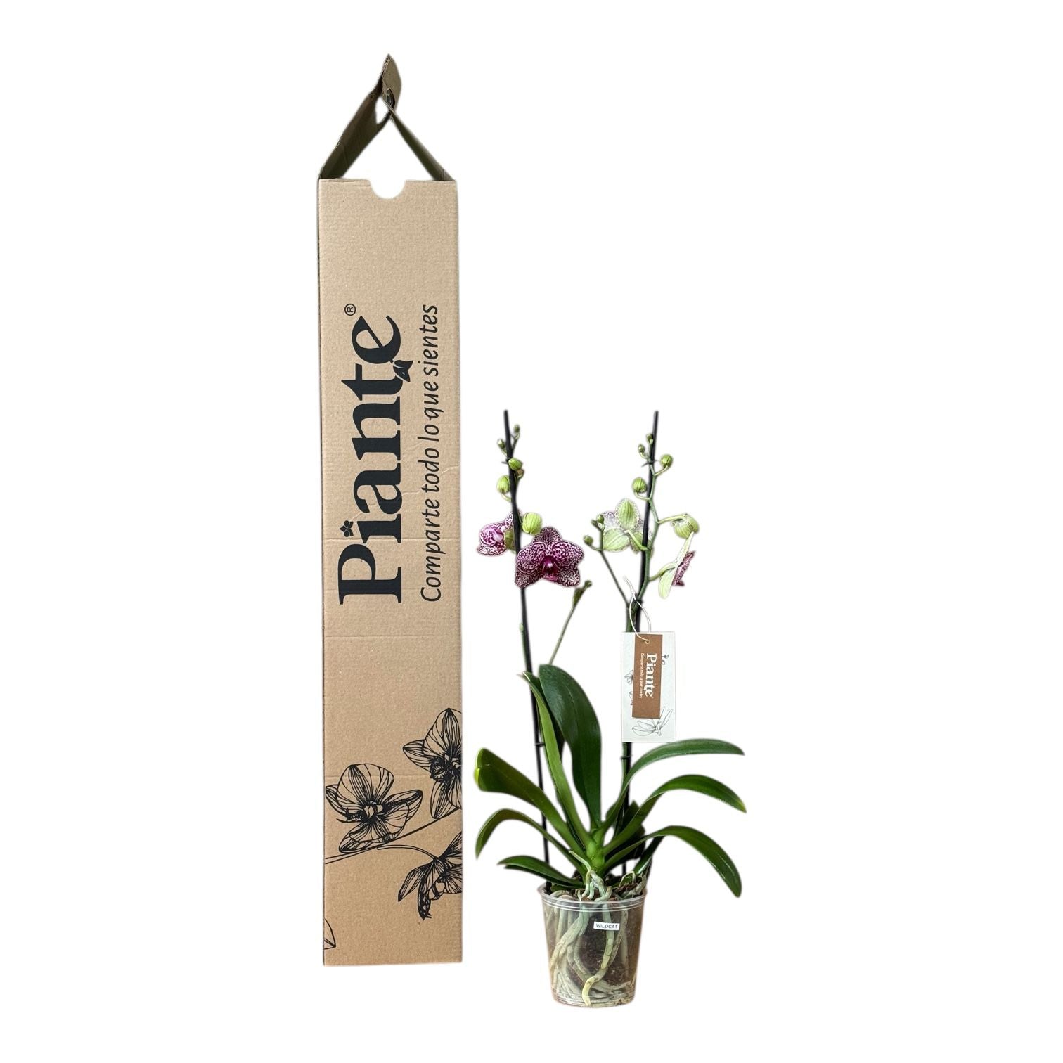 Orquídea Grandi Supreme Exotica Wildcat