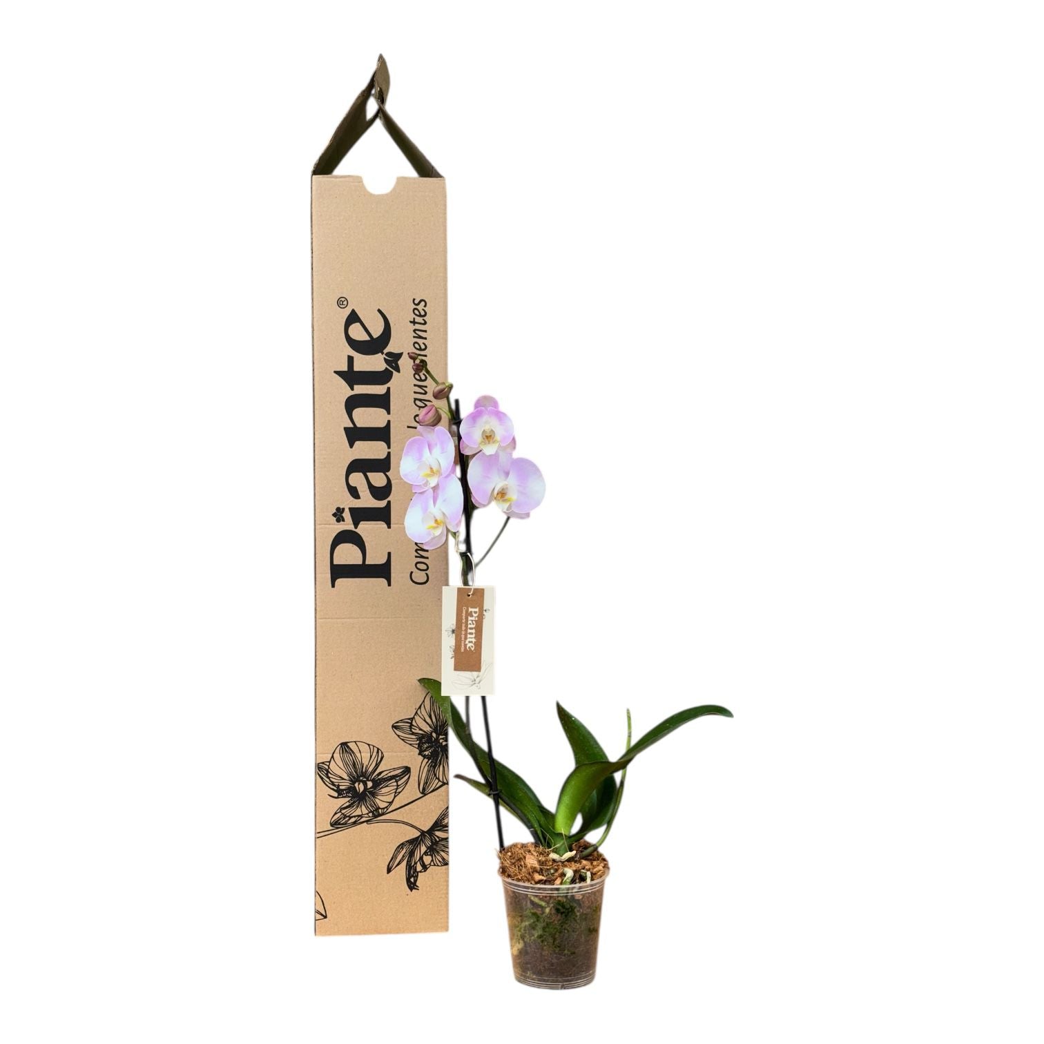 Orqupidea Grandi Premium Rosada Isabeau Altea