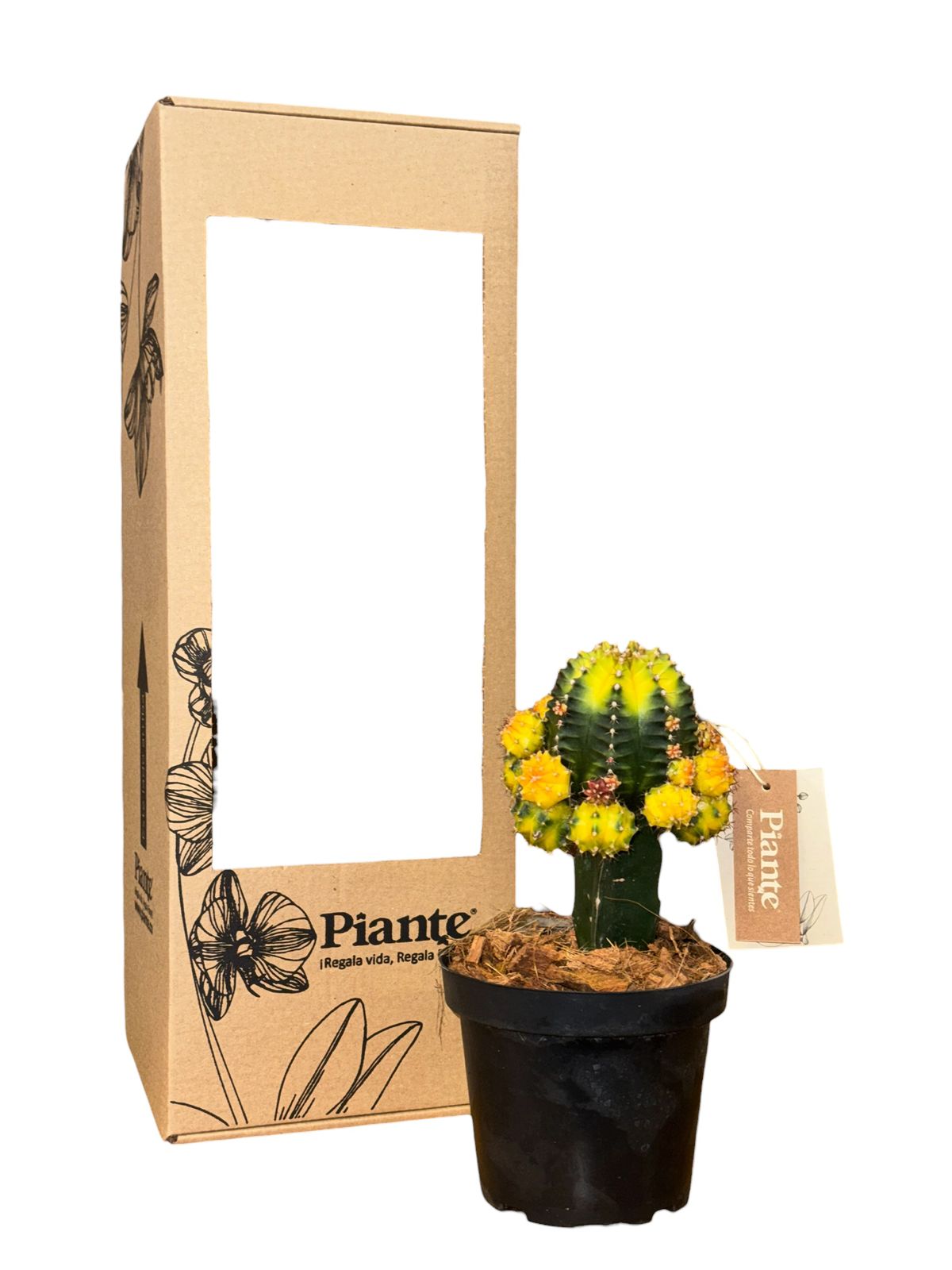 Cactus P-14