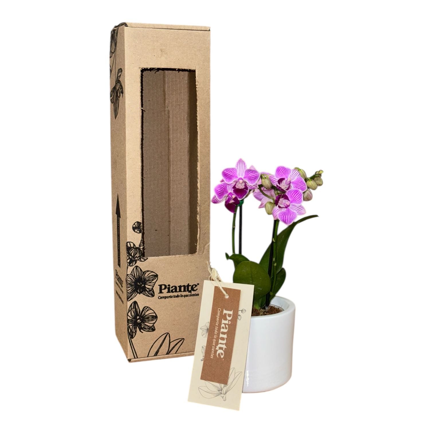 Orquídea Mini Supreme Exotica Salitre en matera cerámica