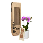 Orquídea Mini Supreme Exotica Salitre en matera cerámica