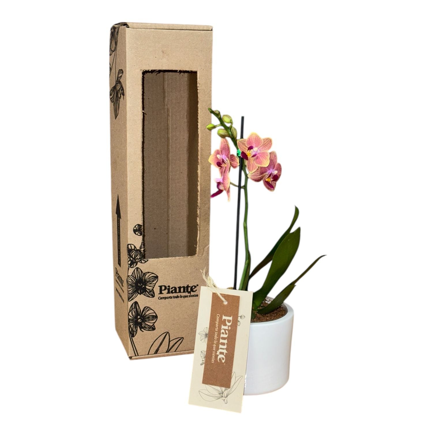 Orquídea Mini Premium Sogo Jisso en matera ceramica