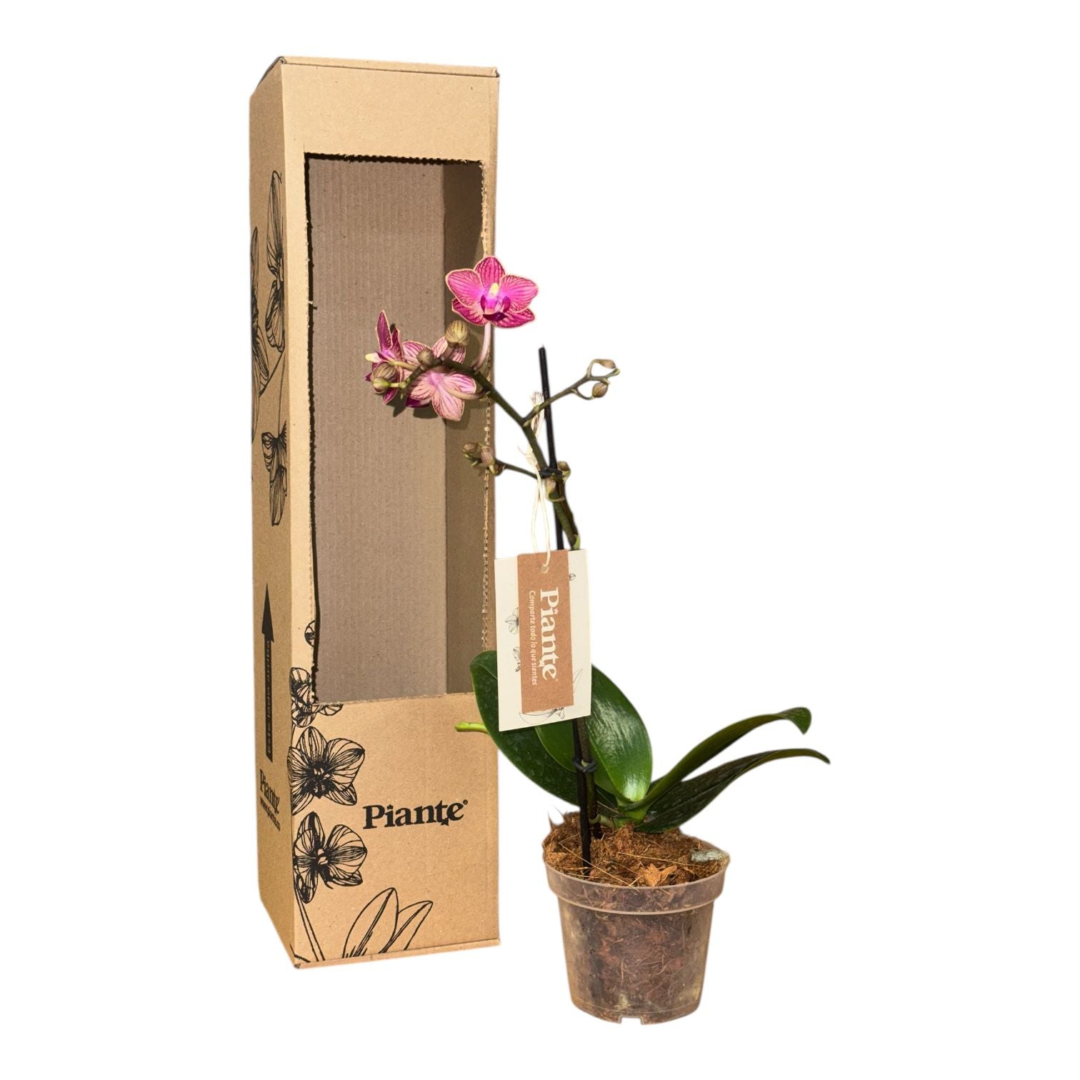 Orquídea Midi Premium Exotica Lola Roja