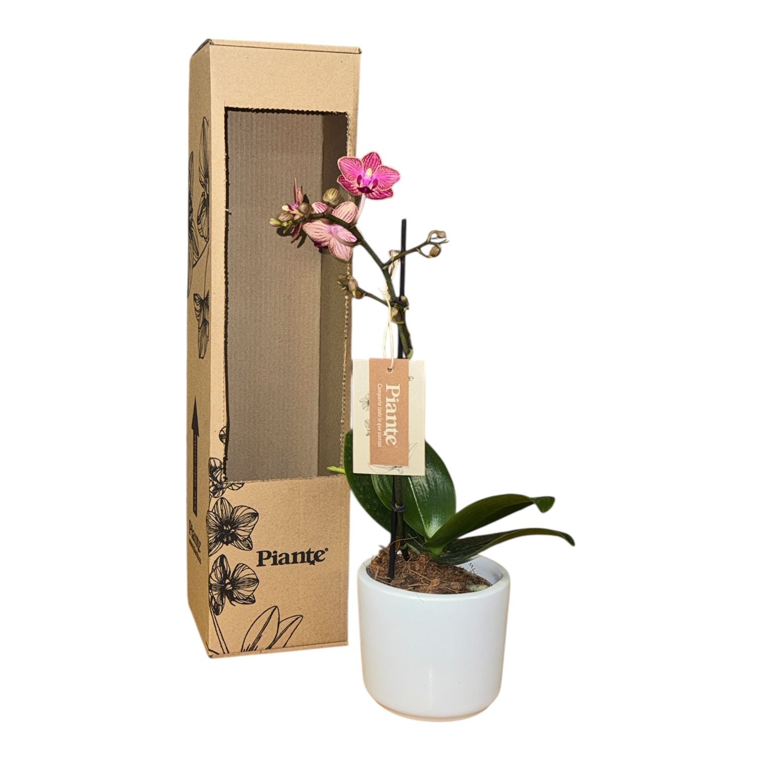 Orquídea Midi Premium Exótica Lola Roja en Matera Cerámica