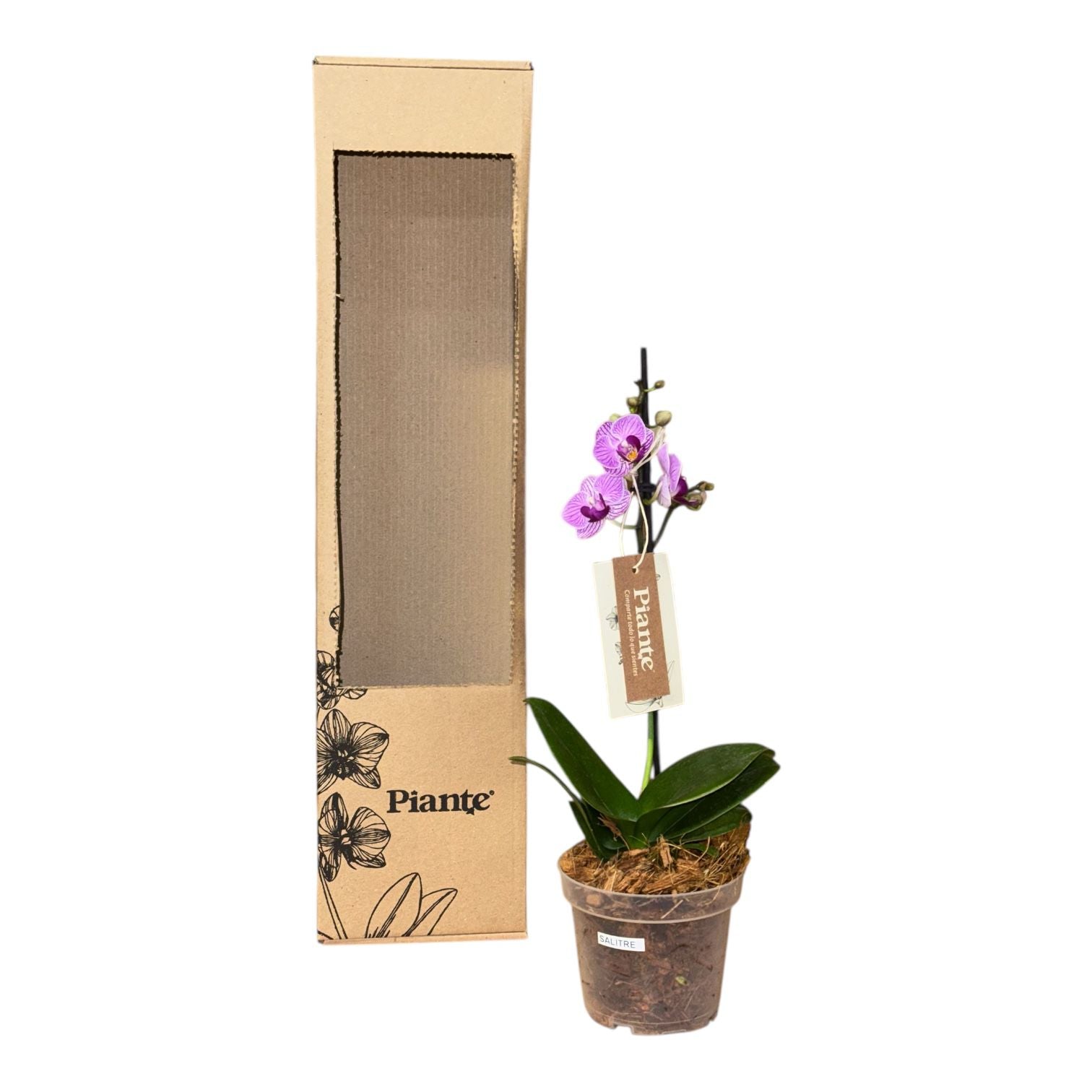 Orquídea Midi Premium Exotica Salitre