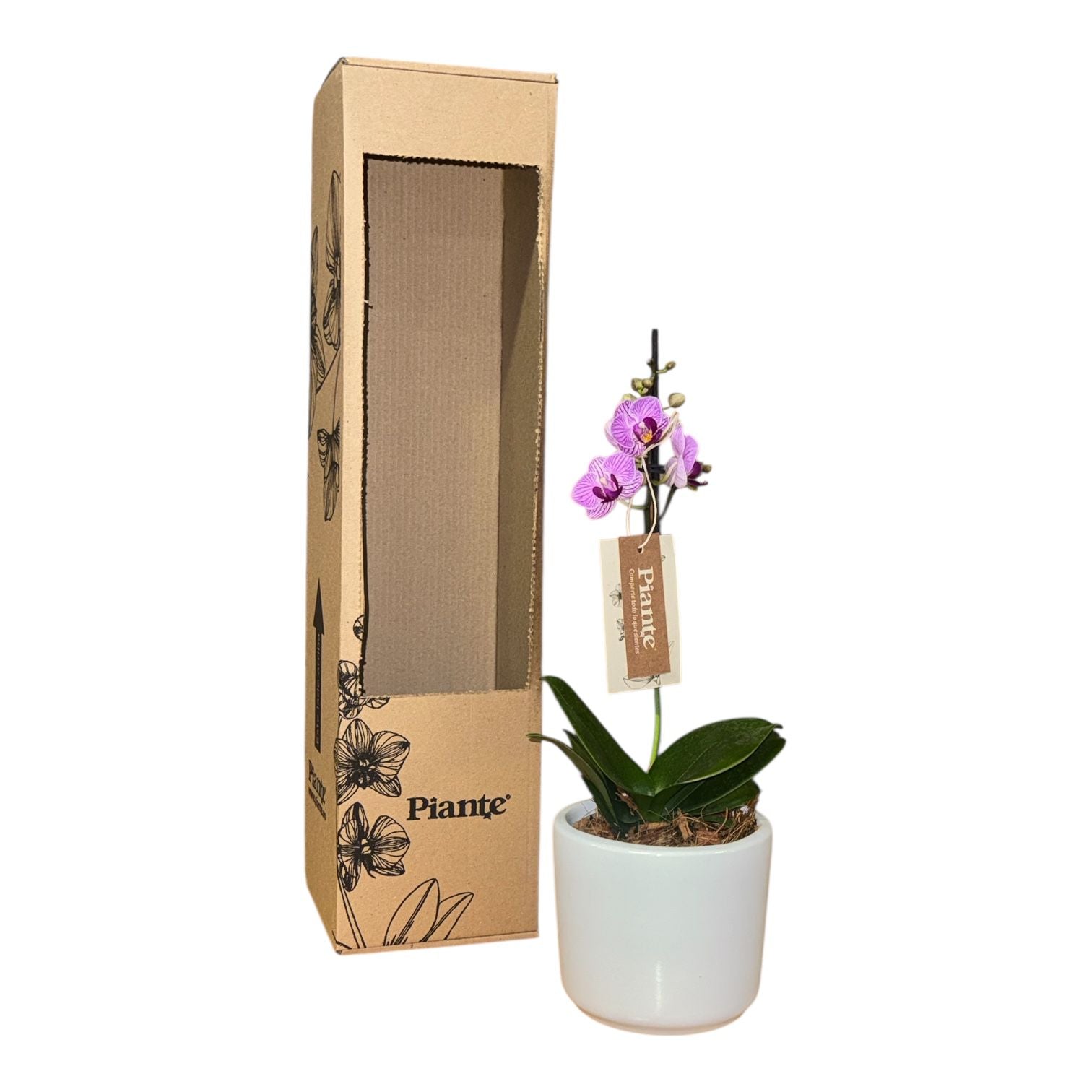 Orquídea Midi Premium Salitre en matera ceramica