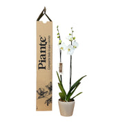 Orquídea Grandi Supreme Nottingham en Taupe 15