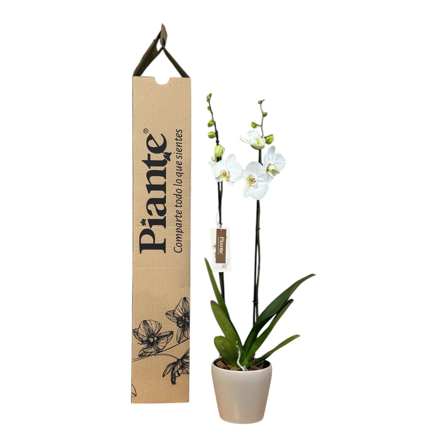 Orquídea Grandi supreme Blanco Nottingham en matera Taupe