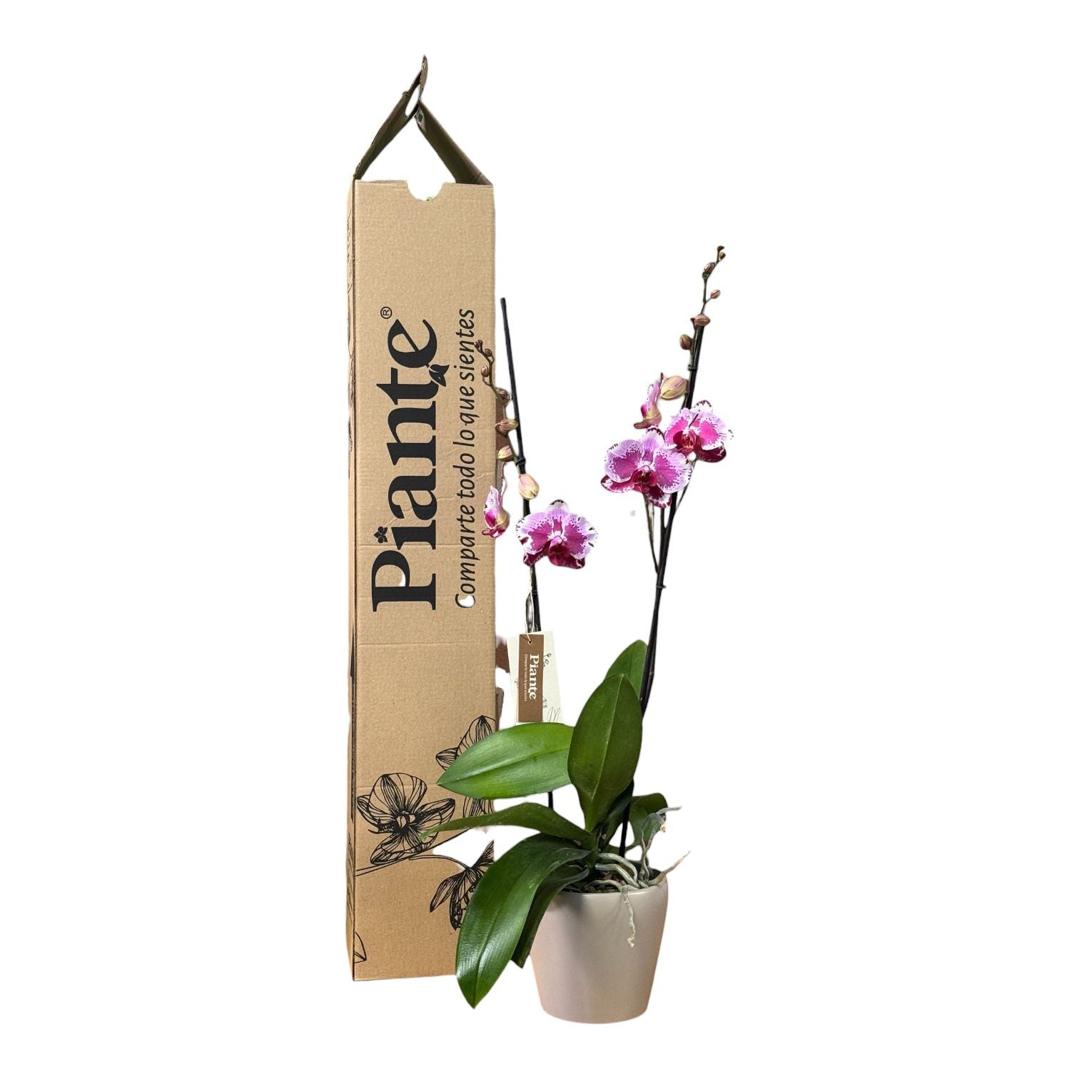 Orquídea Grandi Supreme Extocia B3399 en Taupe 15