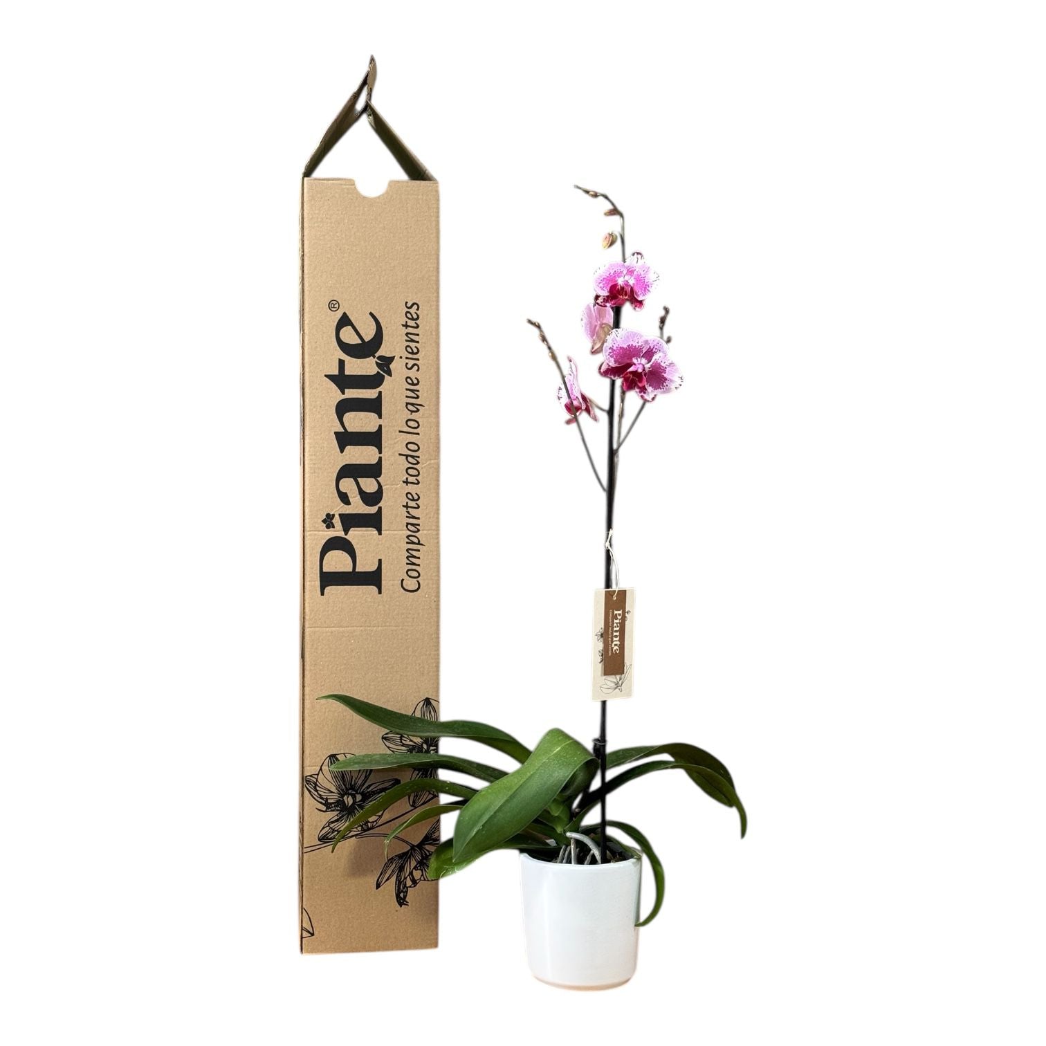 Orquídea Grandi Premium Exotica B339 en Matera Ceramica