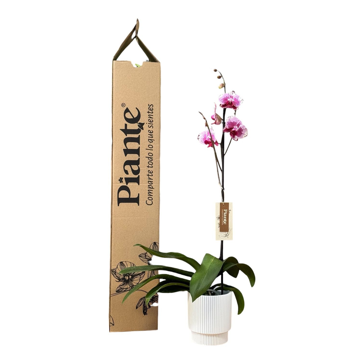 Orquídea Grandi Premium Exotica B339 en Matera Acanalada