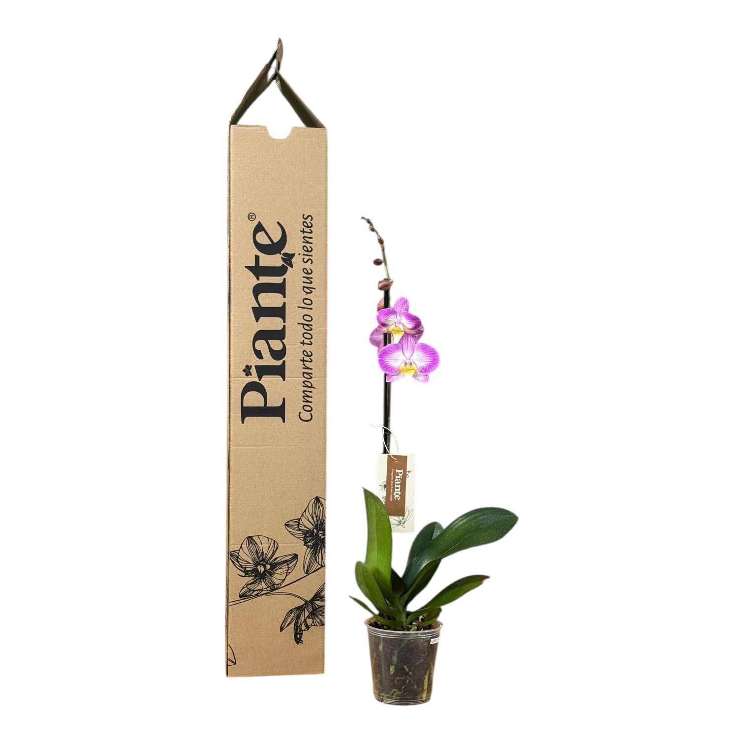 Orquídea Grandi Premium Exotica Sunca Split en Matera de cultivo