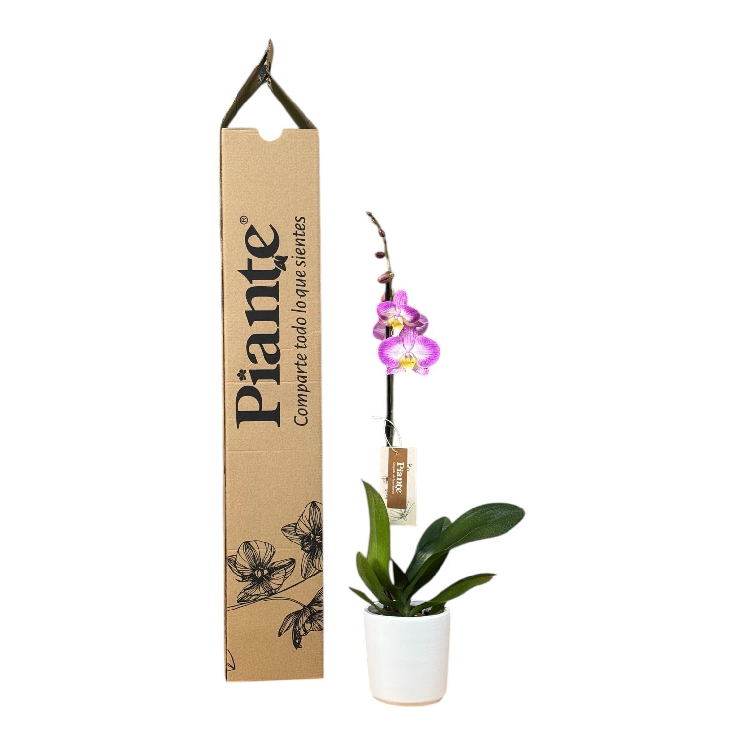 Orquídea Grandi Premium Exotica Sunca Split en Matera Ceramica