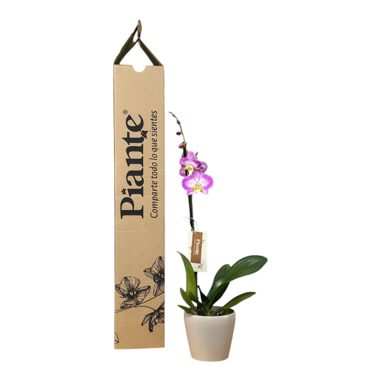 Orquídea Grandi Premium Exotica Sunca Split en Taupe 15