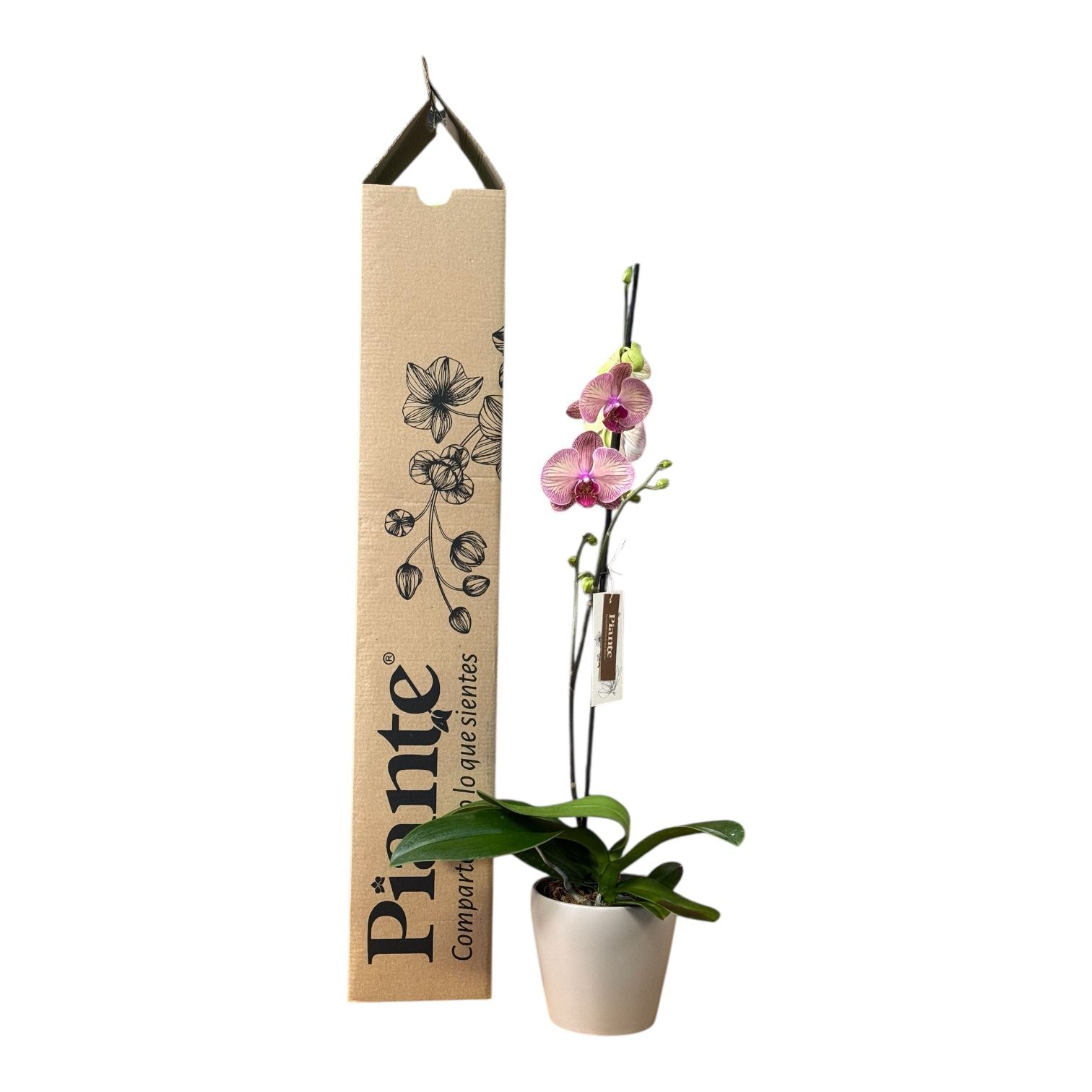 Orquídea Grandi Premium Naranja Golden Leopard en Taupe 15