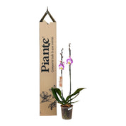 Orquídea Grandi Supreme Exotica Sunca Split en Matera de Cultivo