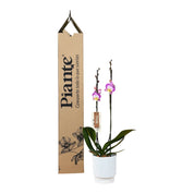 Orquídea Grandi Supreme Exotica  en Matera Acanalada