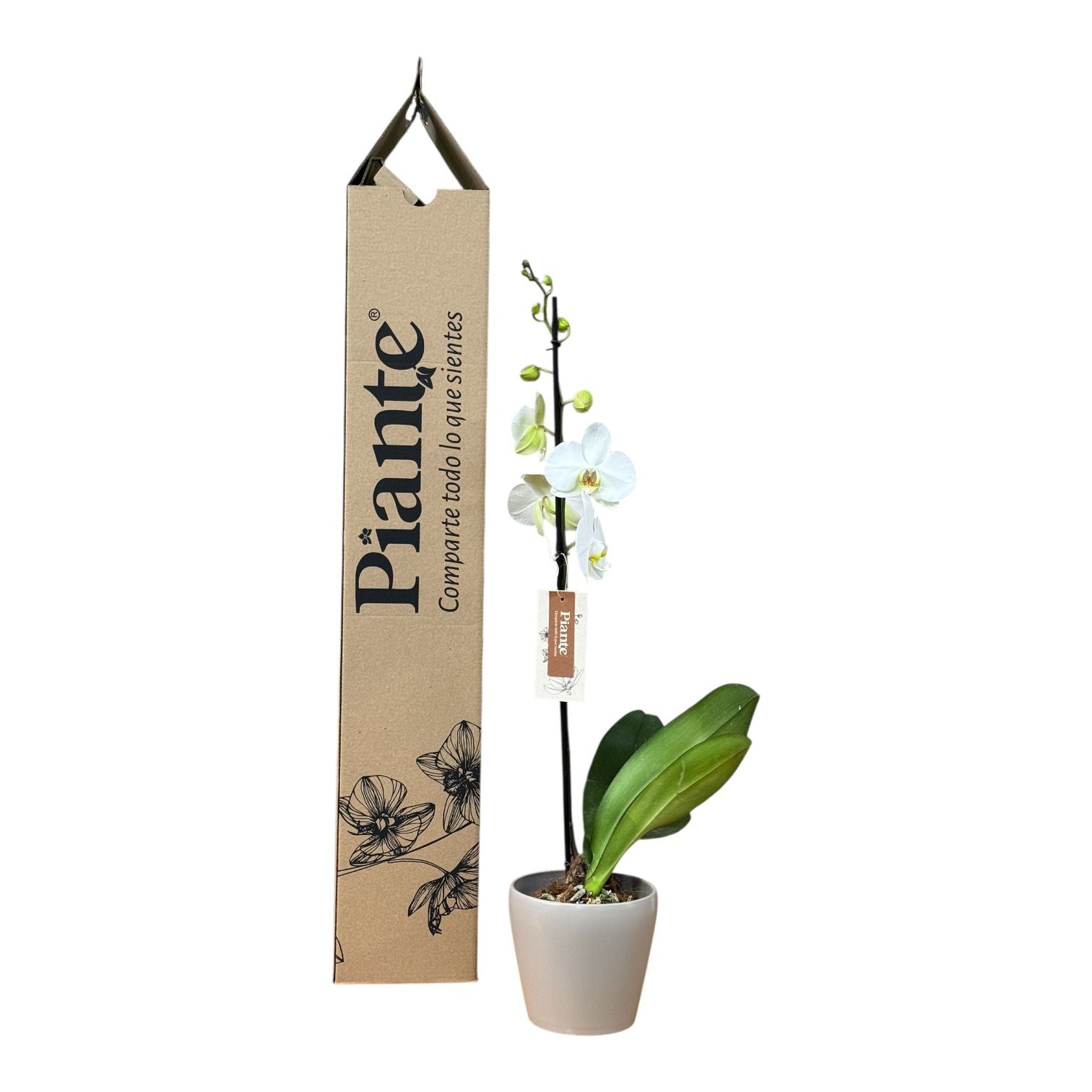 Orquídea Grandi Premium Blanco Leeds en Taupe 15