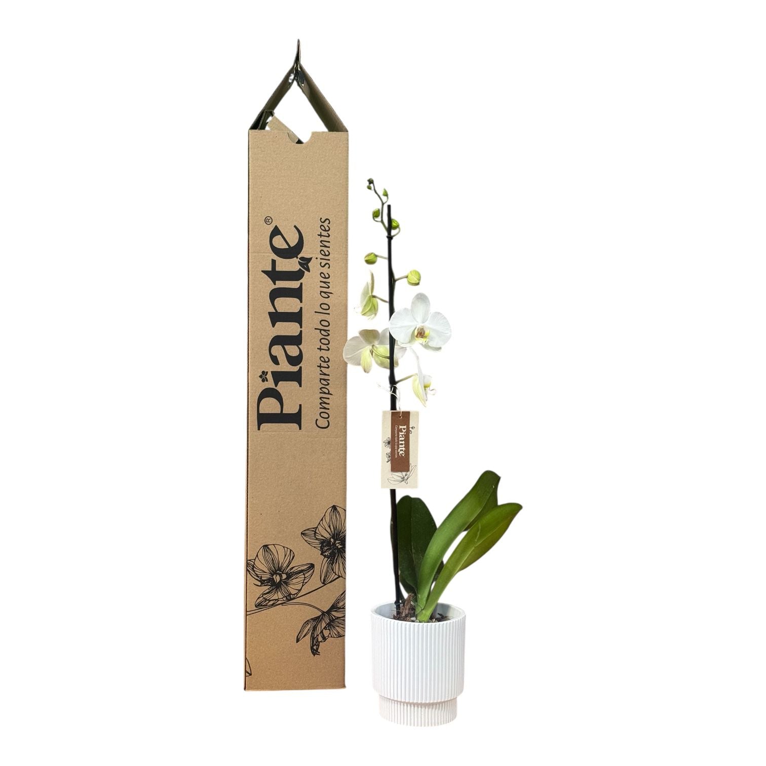 Orquídea Grandi Premium Blanco Leeds en Matera Acanalada