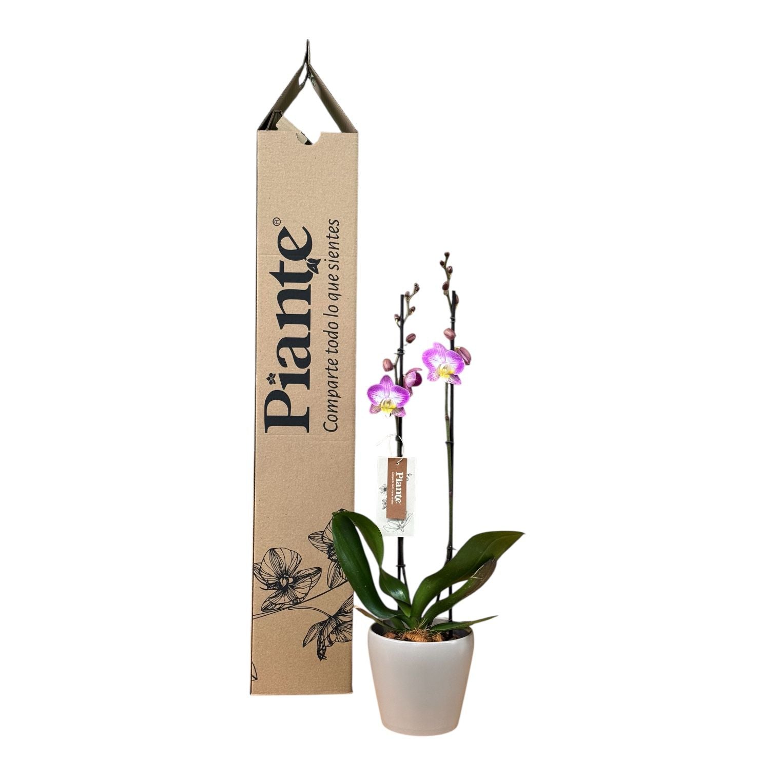 Orquídea Grandi Supreme Exotica Sunca Split en Taupe 15