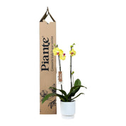 Orquídea Grandi supreme Amarillo Modena en Matera Acanalada