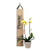 Orquídea Grandi supreme Amarillo Modena en Taupe 15