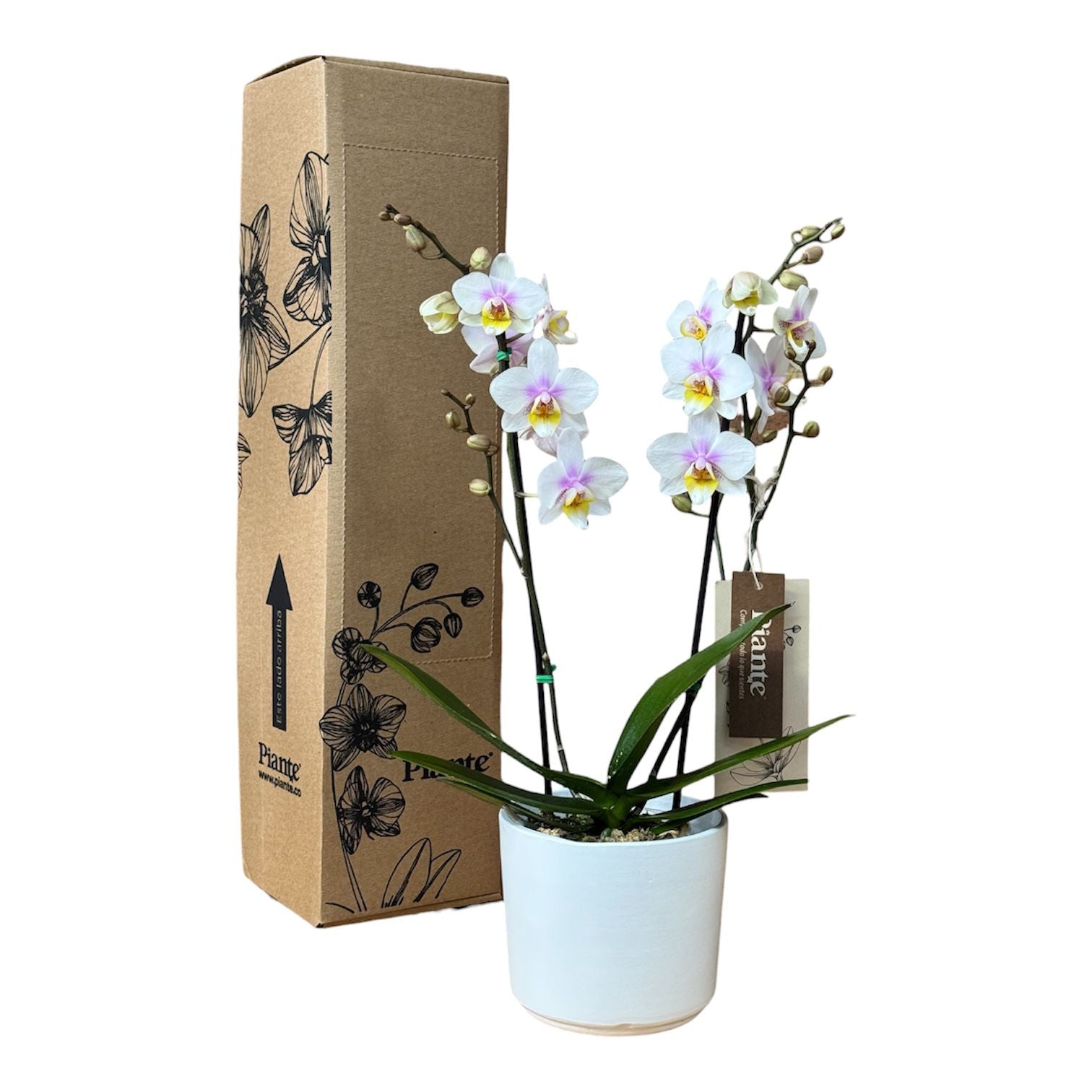 Orquídea Midi Supreme Blanca Lila San Jose en Ceramica Blanca