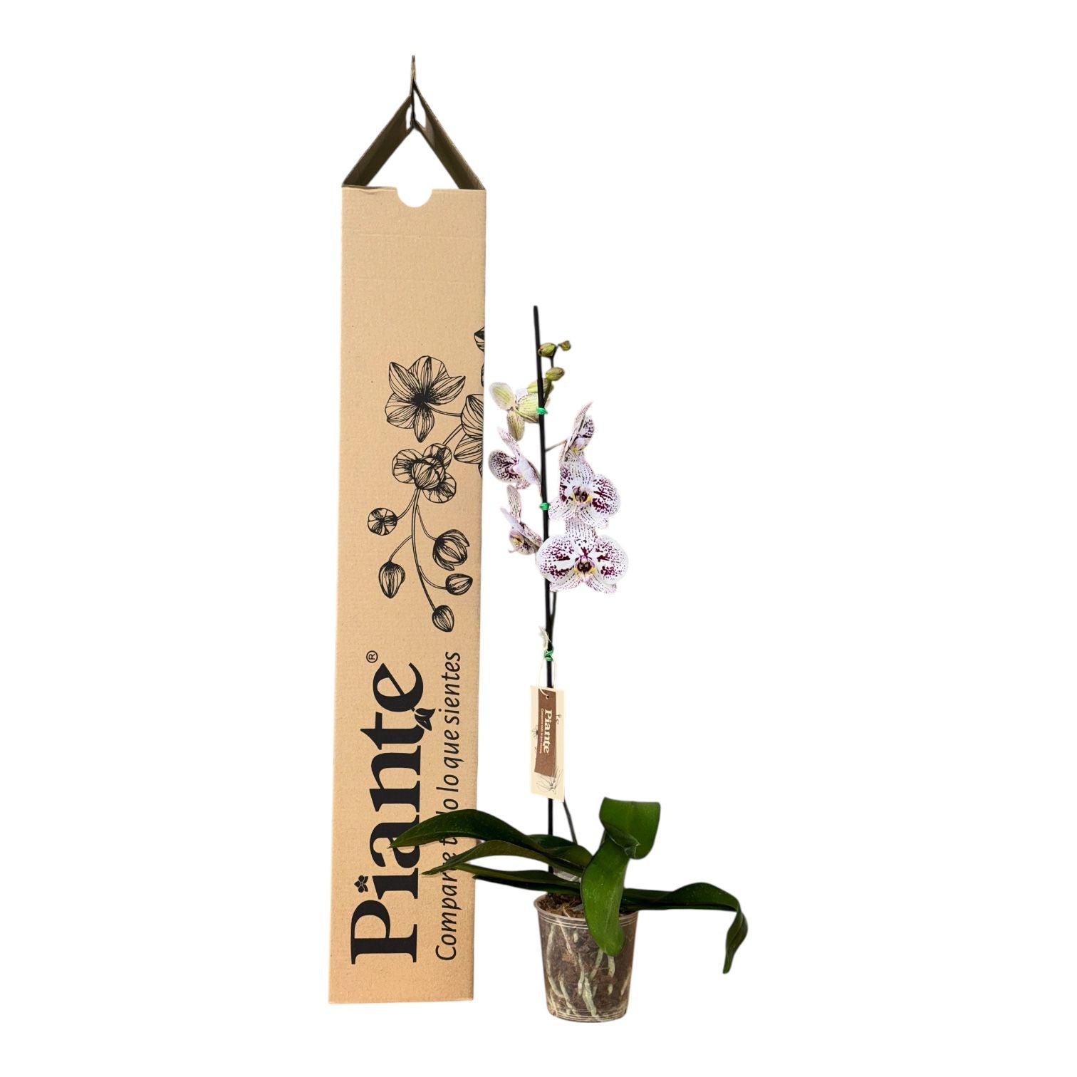Orquidea Grandi Premium Exotica Purple Waves en Cultivo