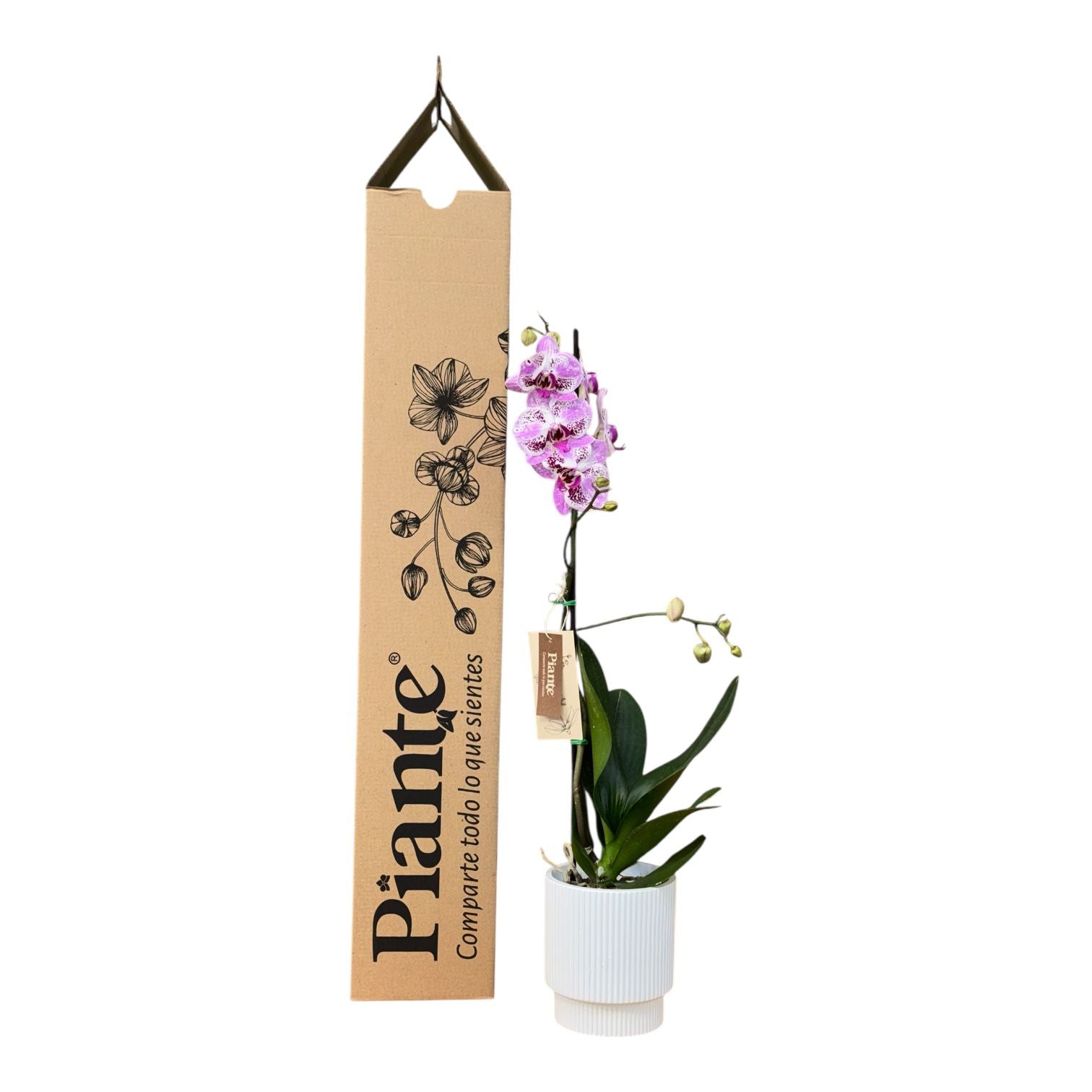 Orquídea Grandi Premium Morado Sevilla en Matera Acanalada