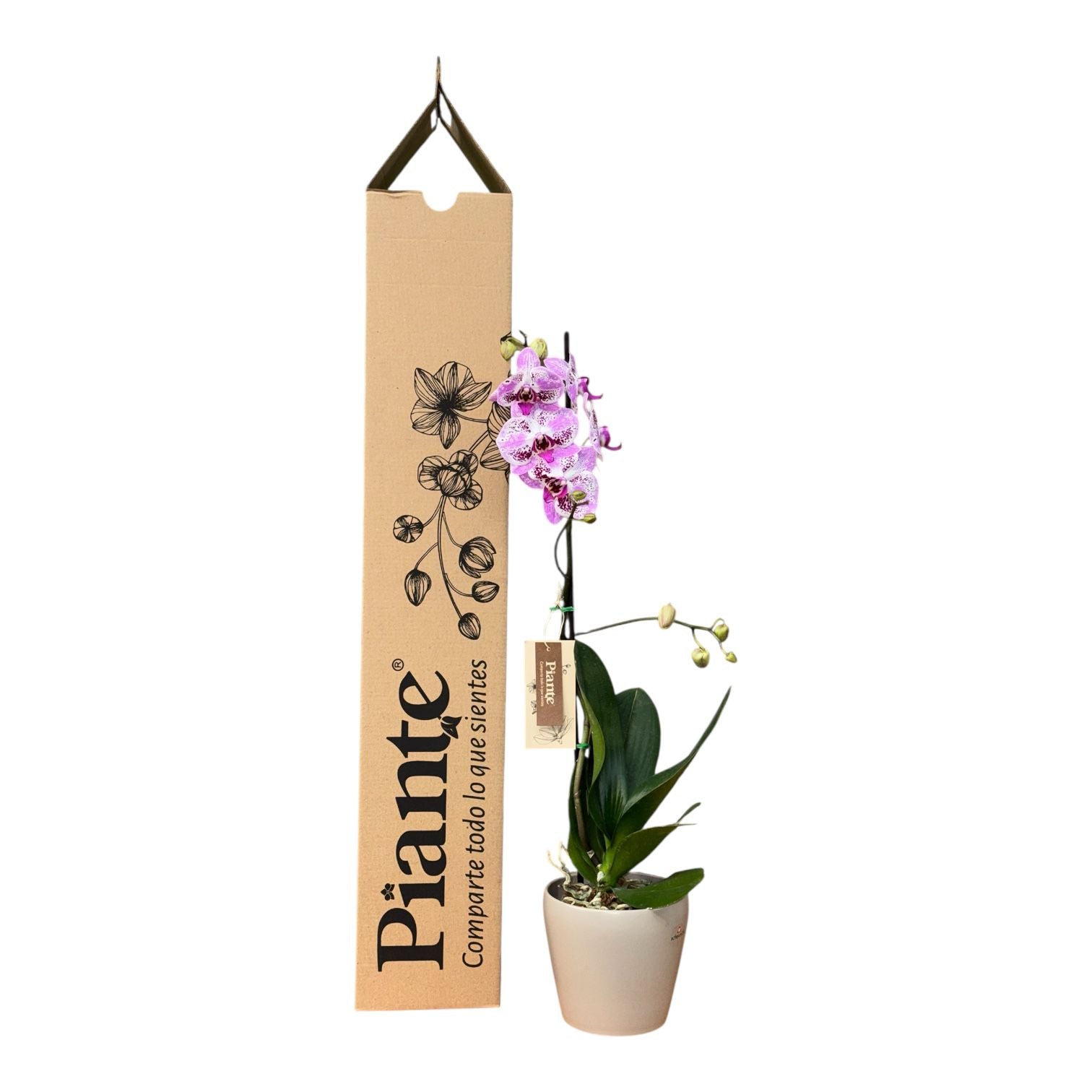 Orquídea Grandi Premium Morado Sevilla en Taupe 15