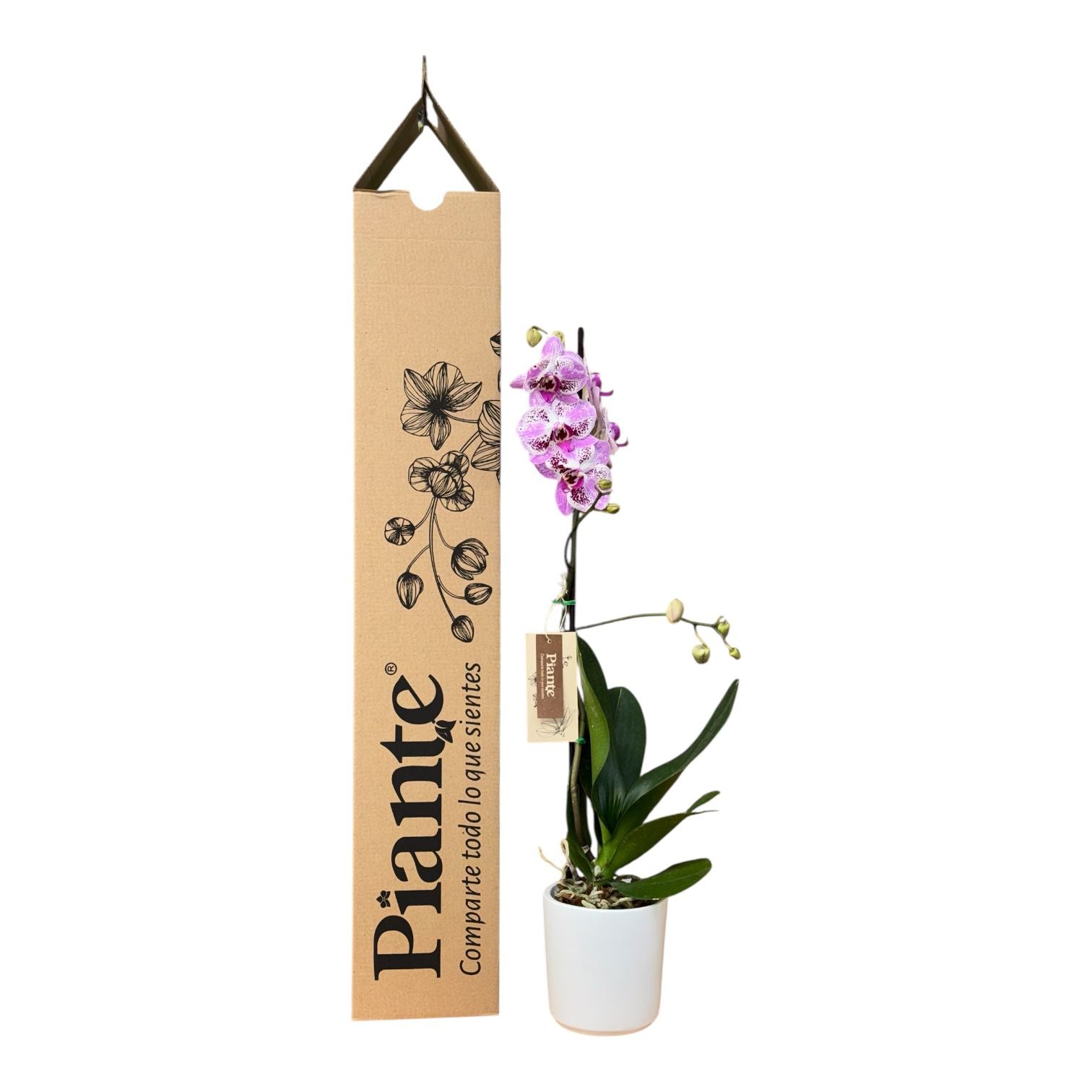 Orquídea Grandi Premium Morado Sevilla en Matera Ceramica