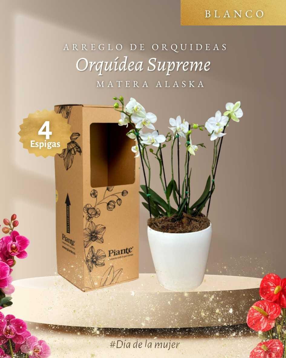 Arreglo de Orquídeas Midis Supreme Blancas en Alaska C18