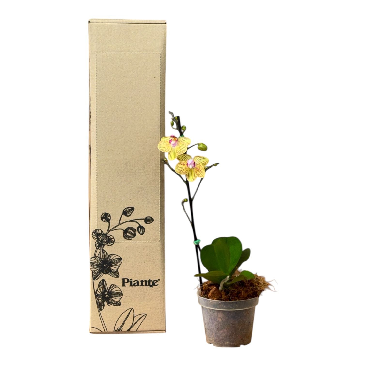 Orquídea Midi Premium Amarillo Lima