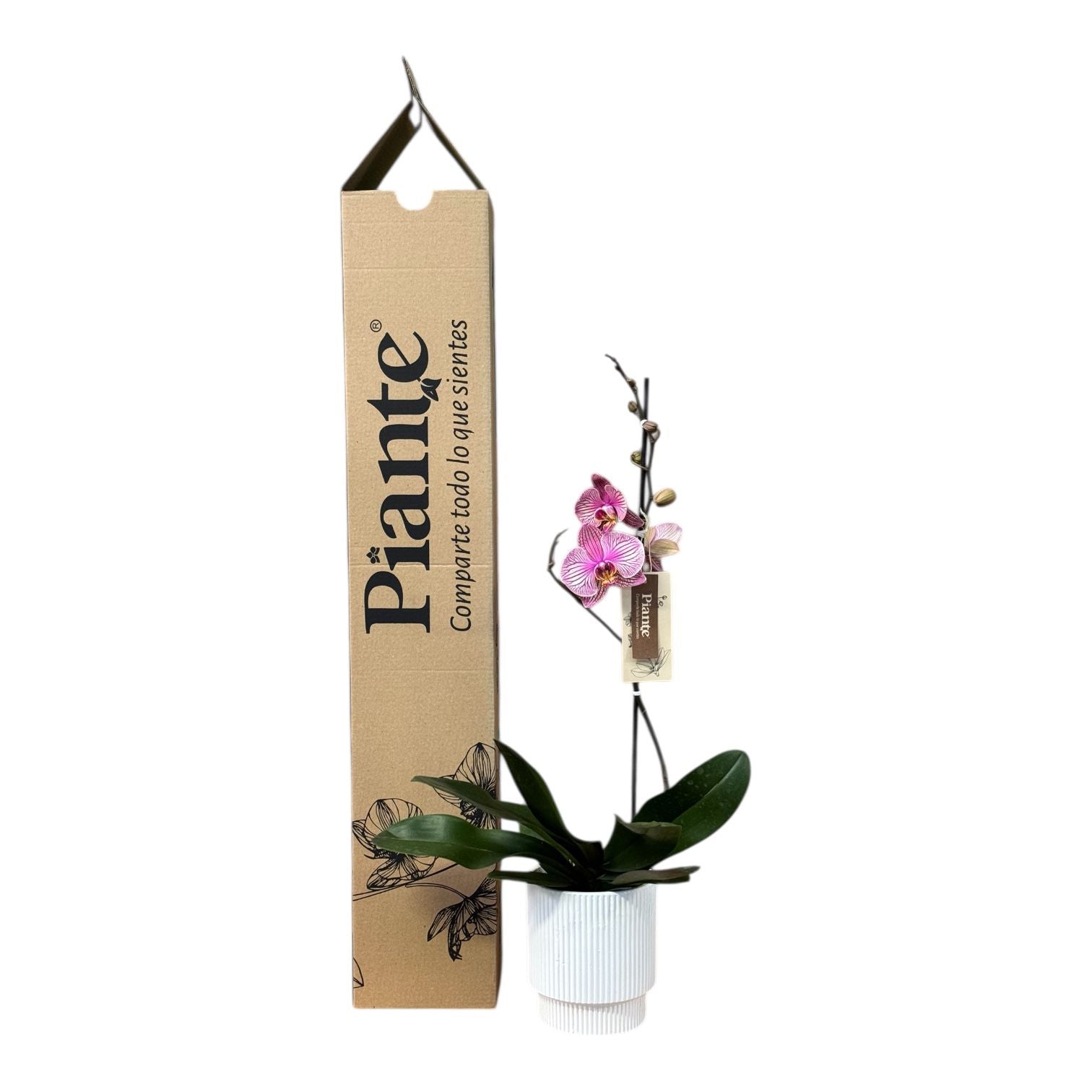 Orquídea Grandi Premium Salmon Jupiter en Matera Acanalada