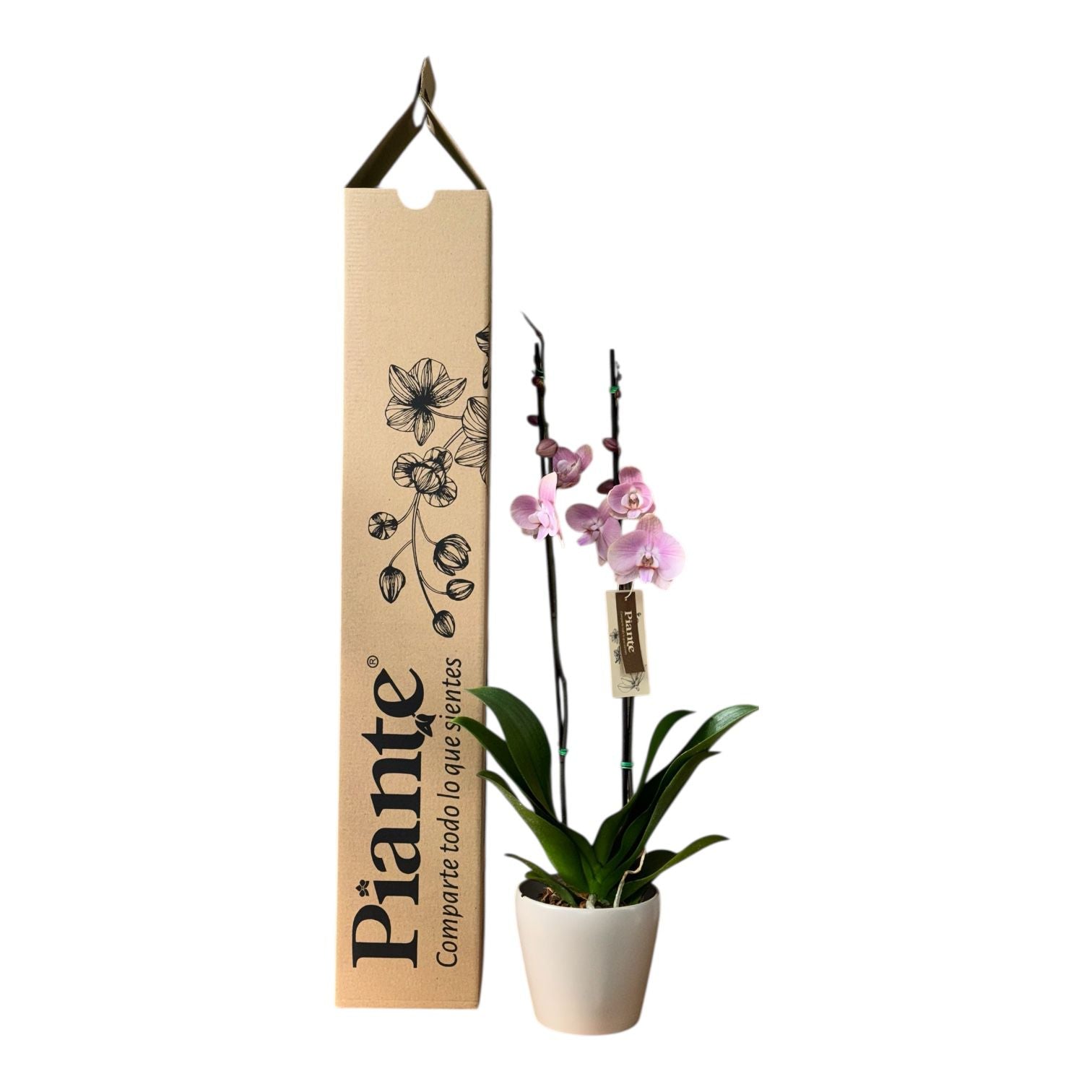 Orquidea Grandi Supreme Rosada Rome en Taupe 15