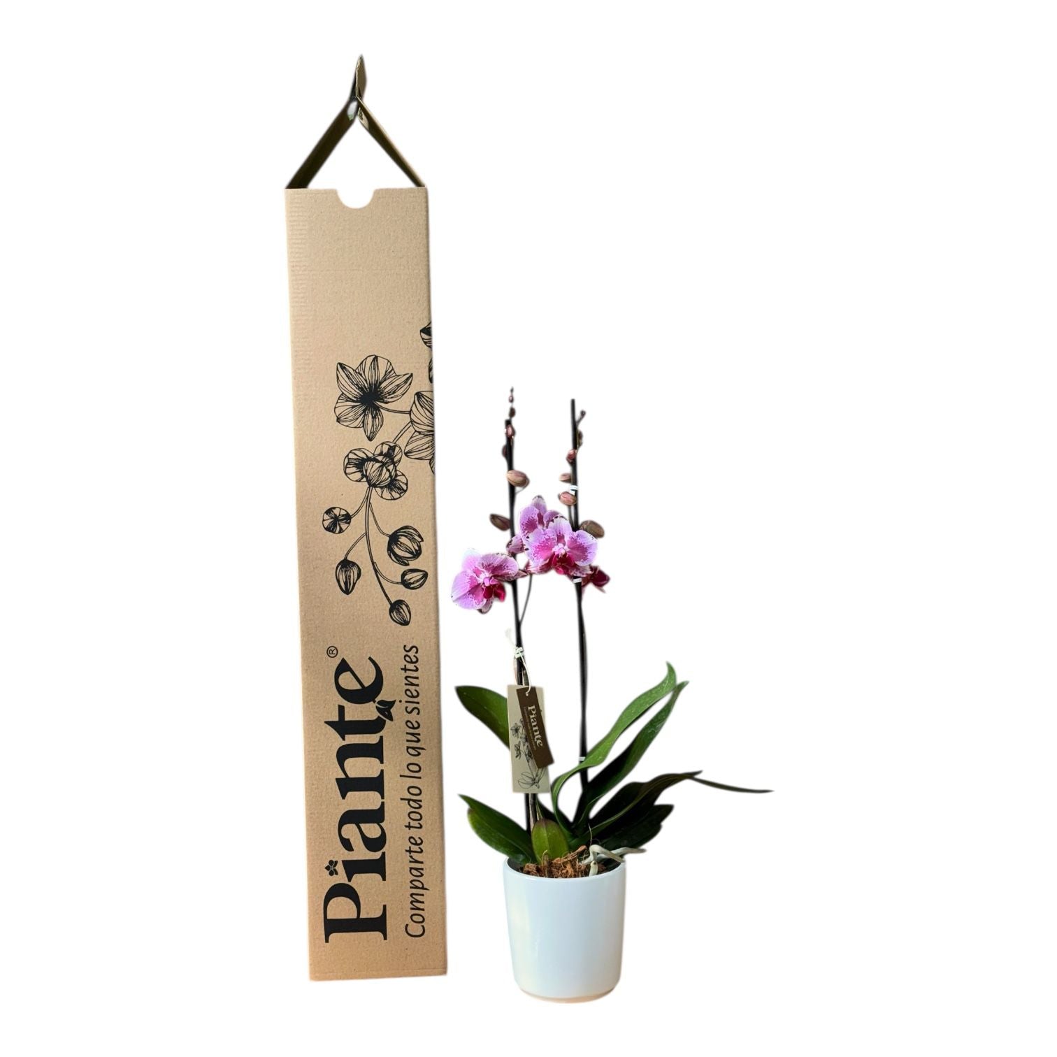 Orquidea Grandi Supreme Exotica Codigo en Matera Ceramica