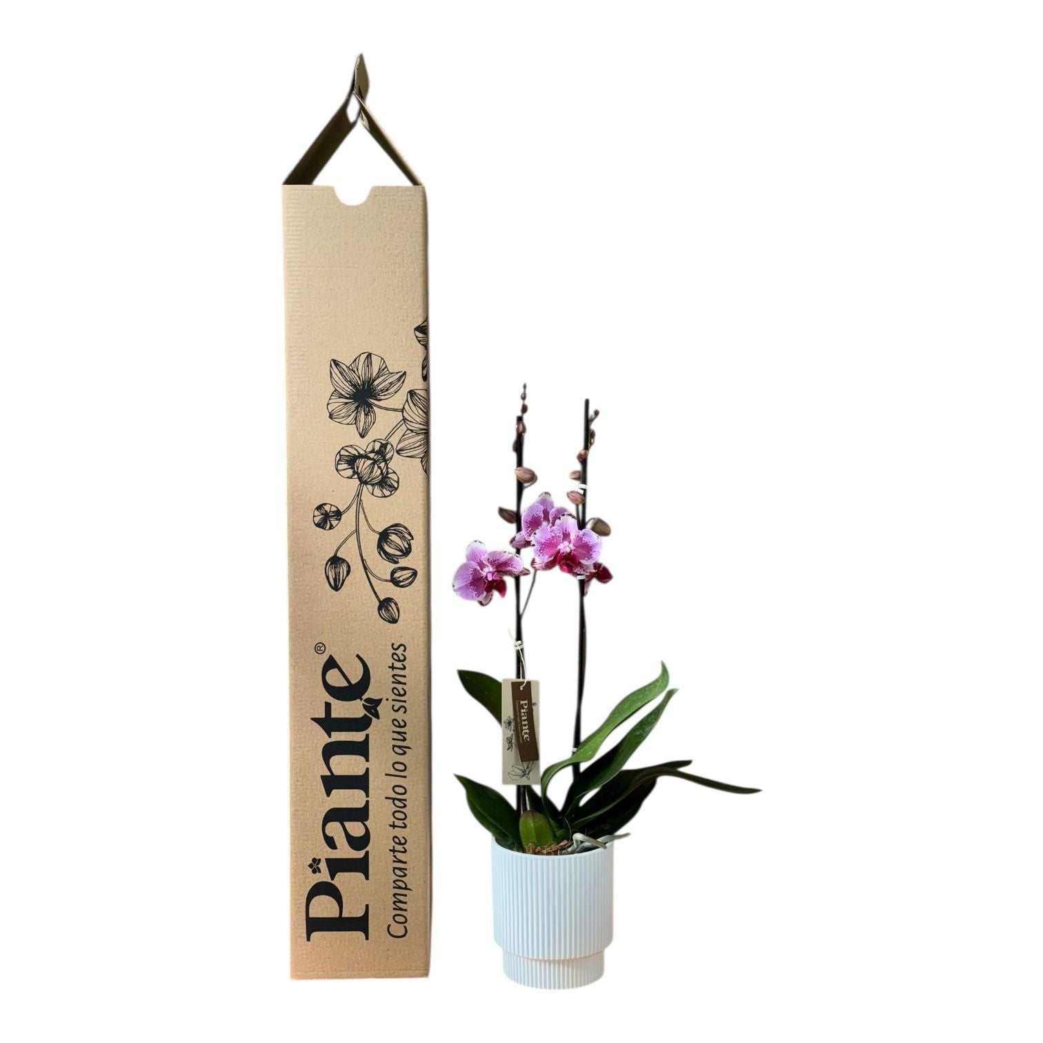 Orquidea Grandi Supreme Exotica Codigo en Matera Acanalada