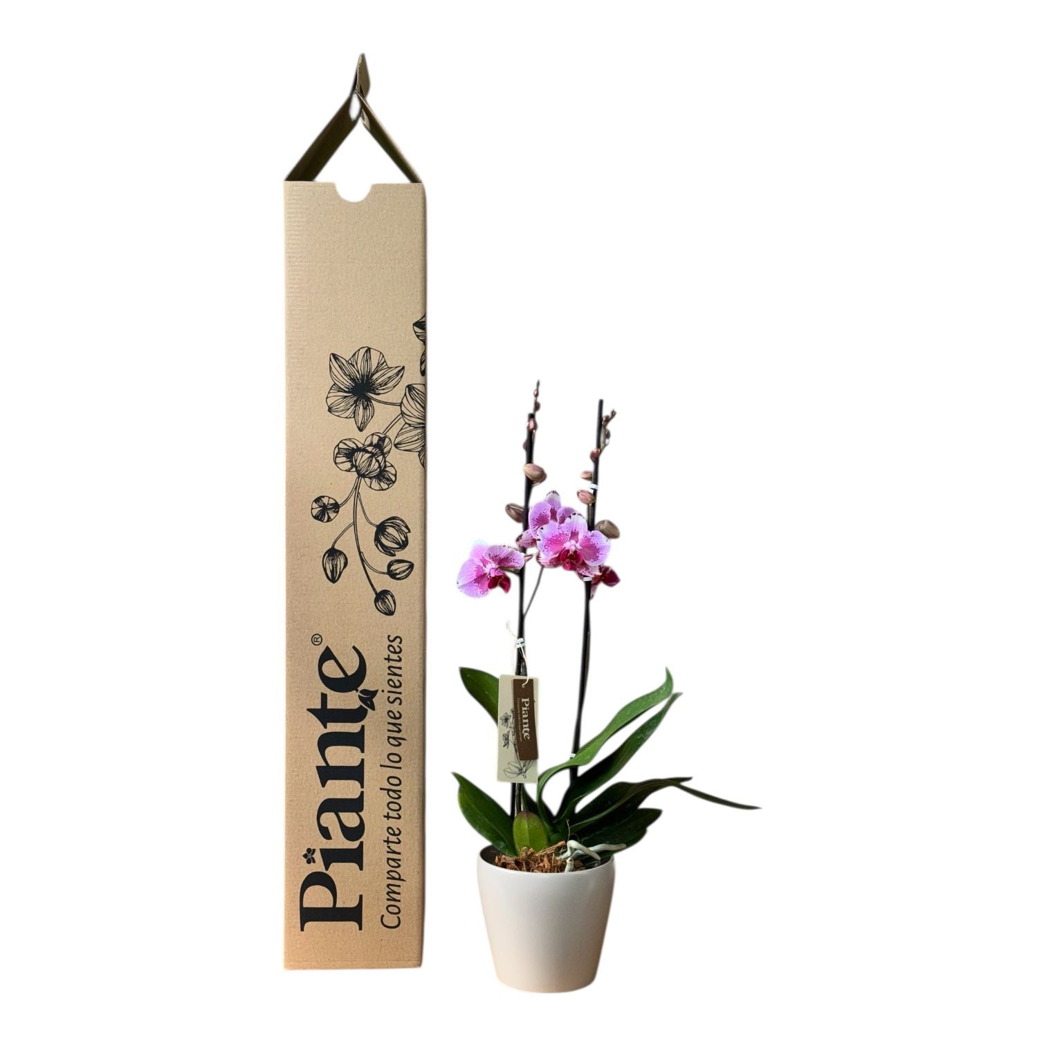 Orquidea Grandi Supreme Exotica Codigo en Taupe 15