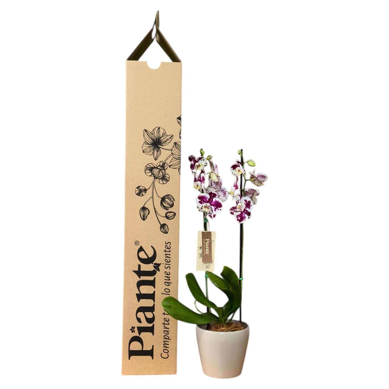 Orquídea Grandi Supreme Palamos en Taupe 15