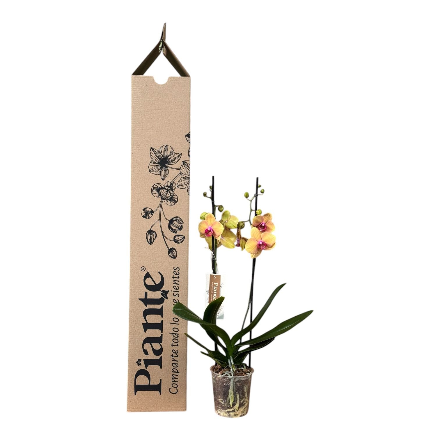 Orquídea Grandi Supreme Exotica Salmon Caribean Dream