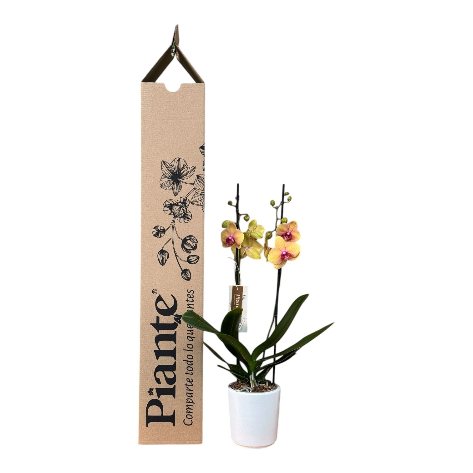 Orquídea Grandi Supreme Exotica Salmon Caribean Dream en Matera Ceramica Blanca