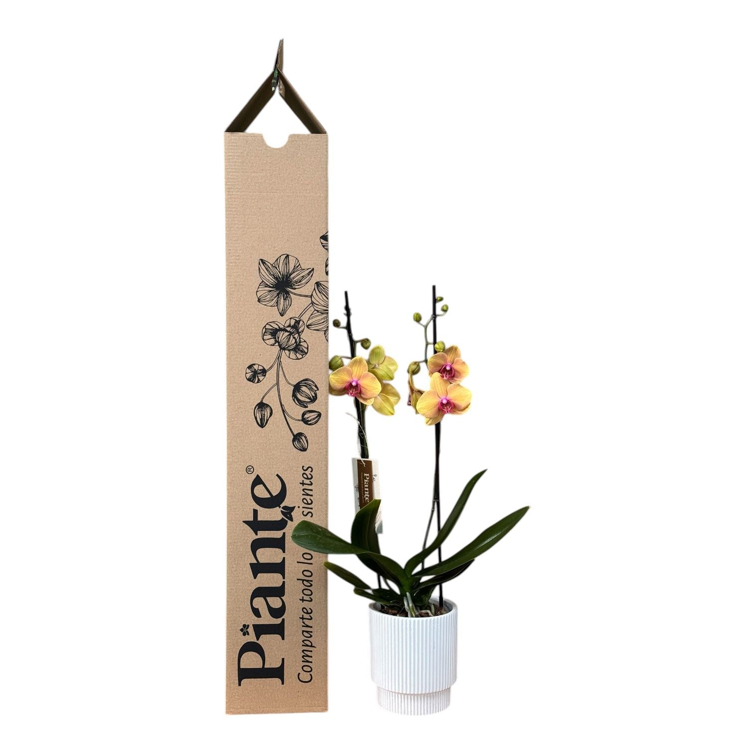 Orquídea Grandi Supreme Exotica Salmon Caribean Dream en Matera Acanalada